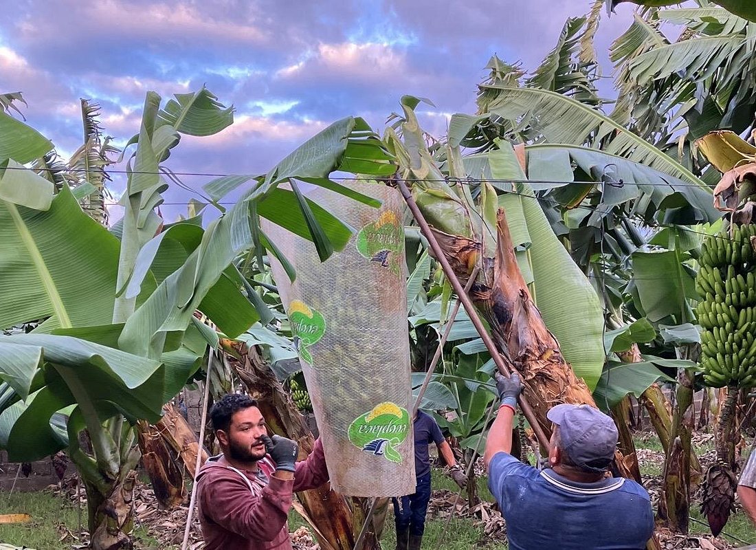 Eco Banana Farm Tour – La Orotava