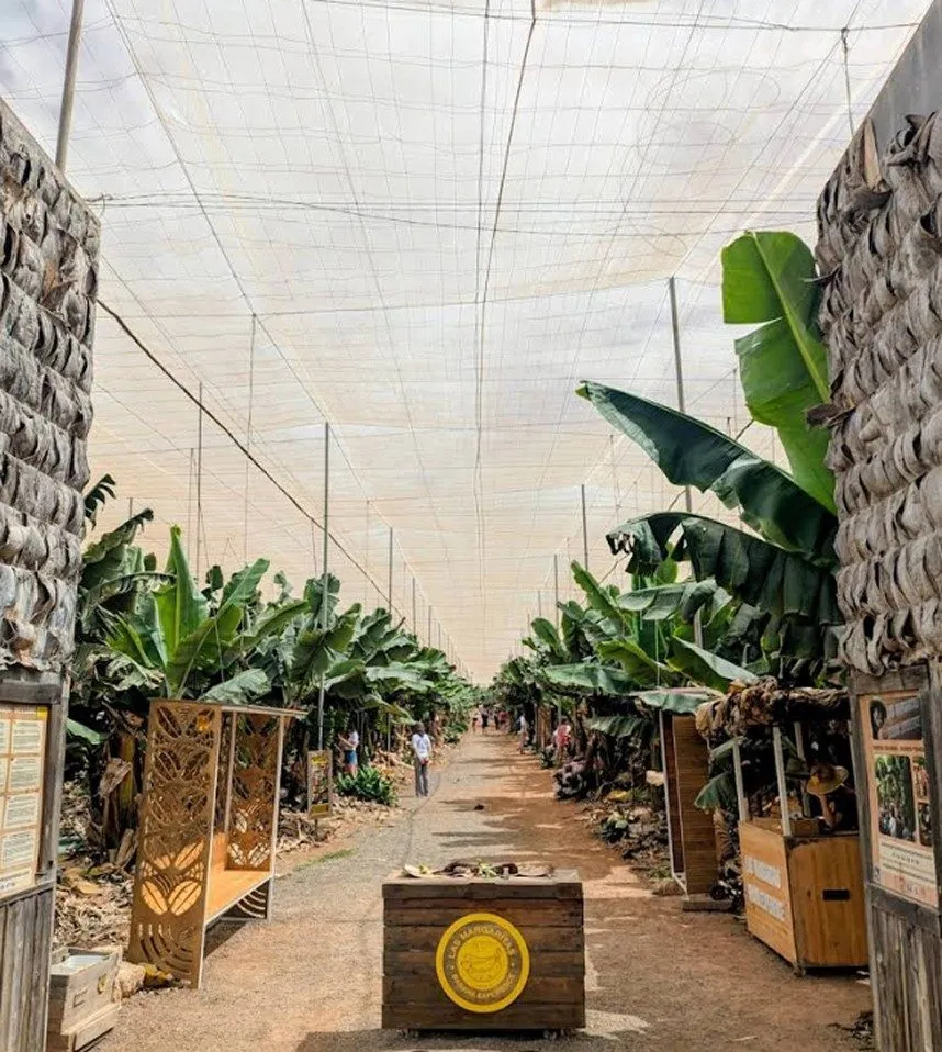 Banana Experience – Finca Las Margaritas (Tenerife Sur)