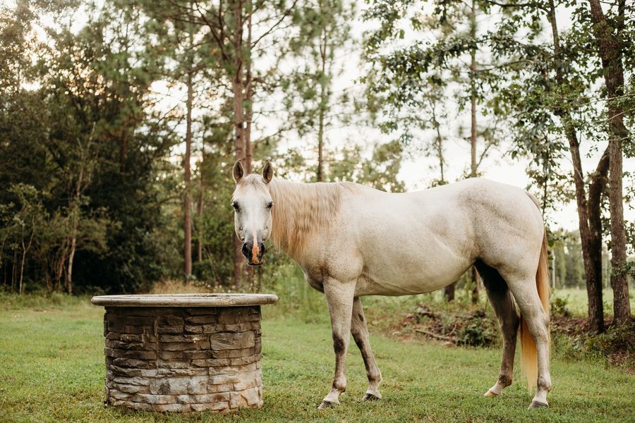 Concrete Water Trough