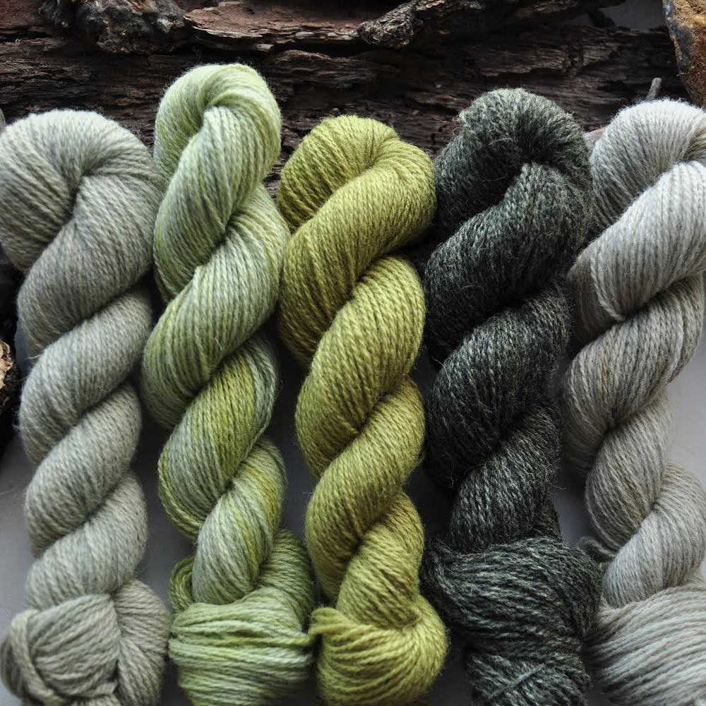 Dyer's chamomile seeds