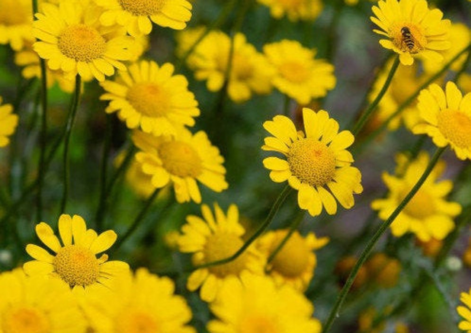 Dyer's chamomile seeds
