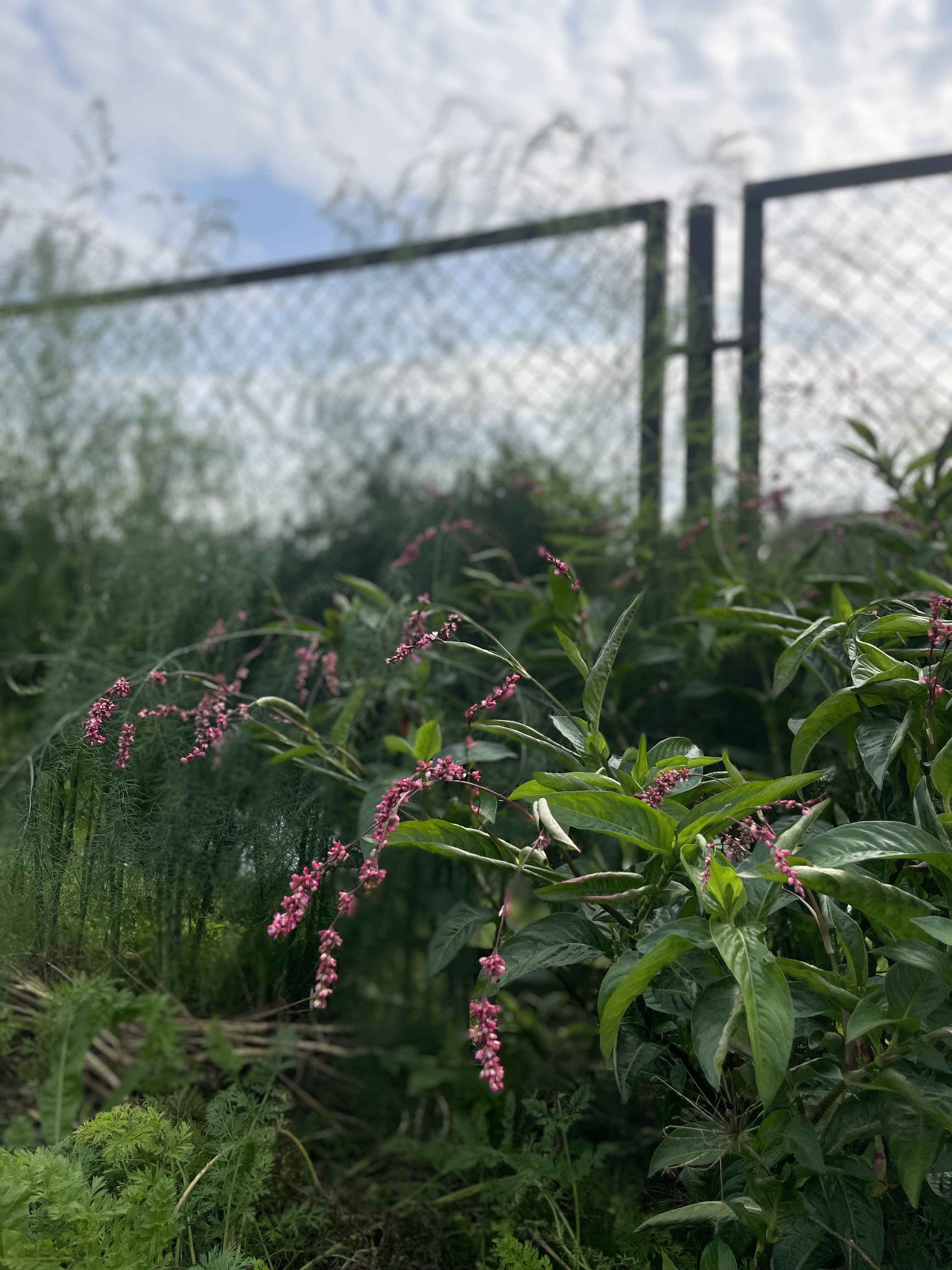 Japanese indigo seeds