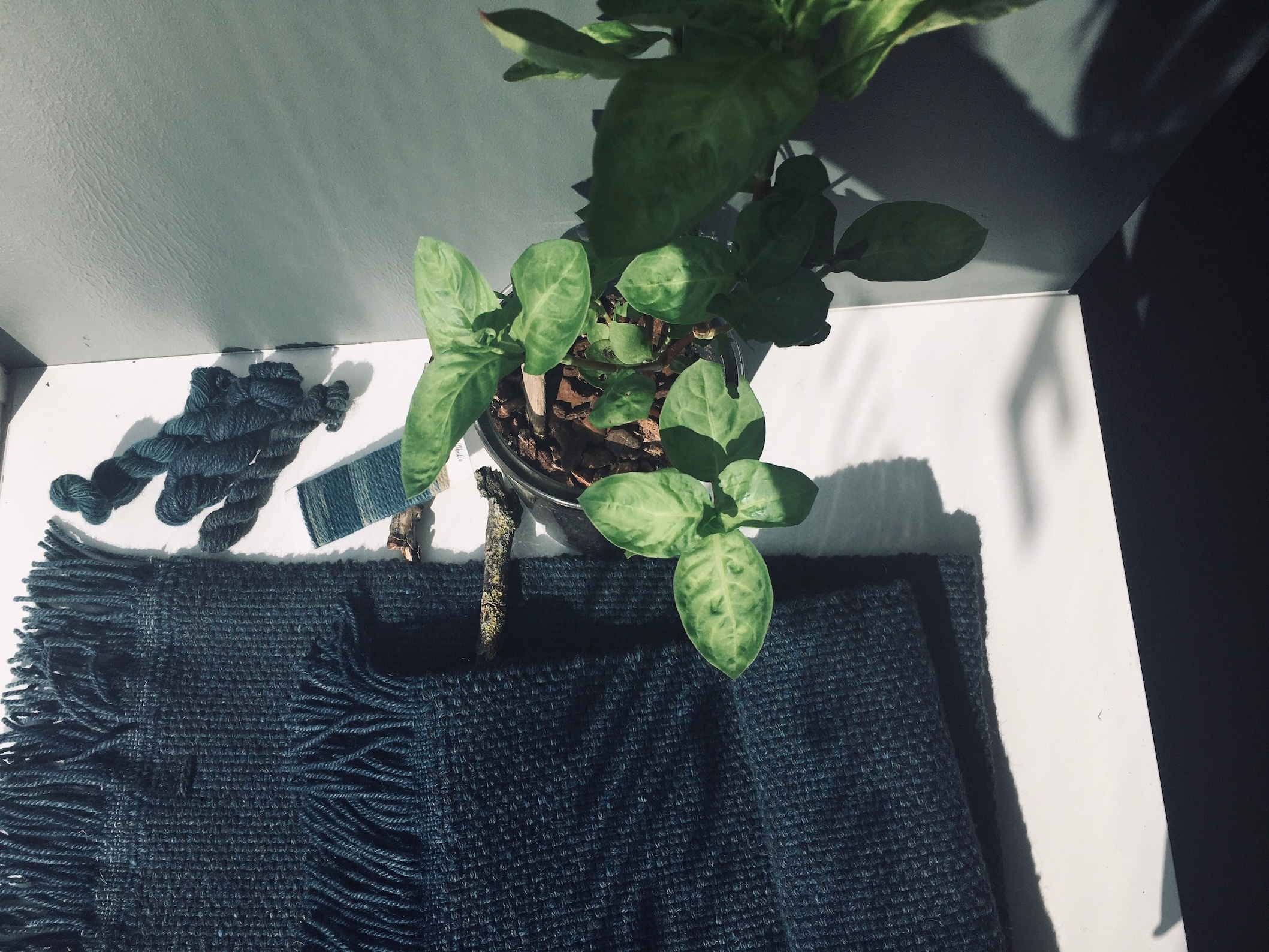 Japanese indigo seeds