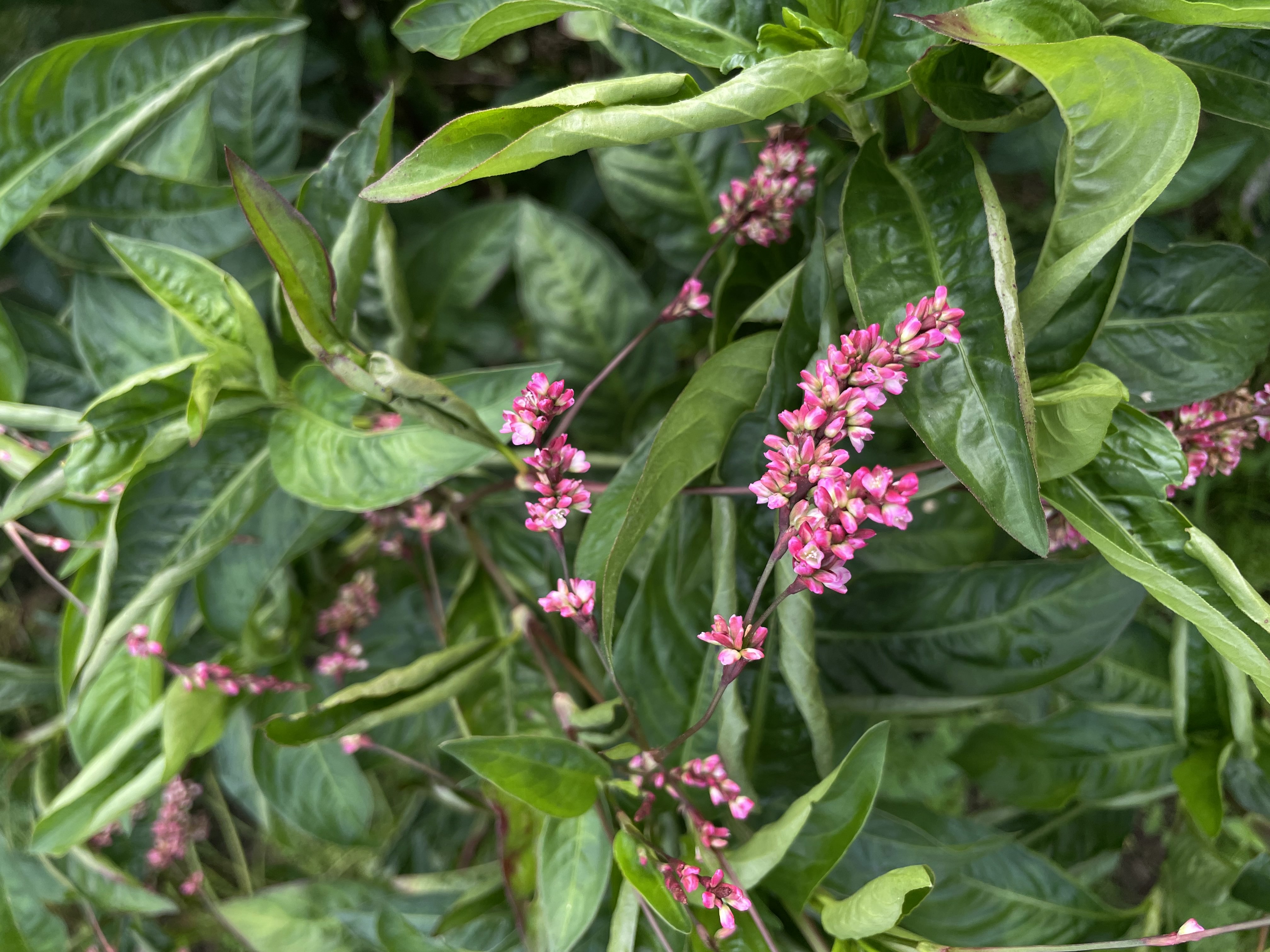 Japanese indigo seeds