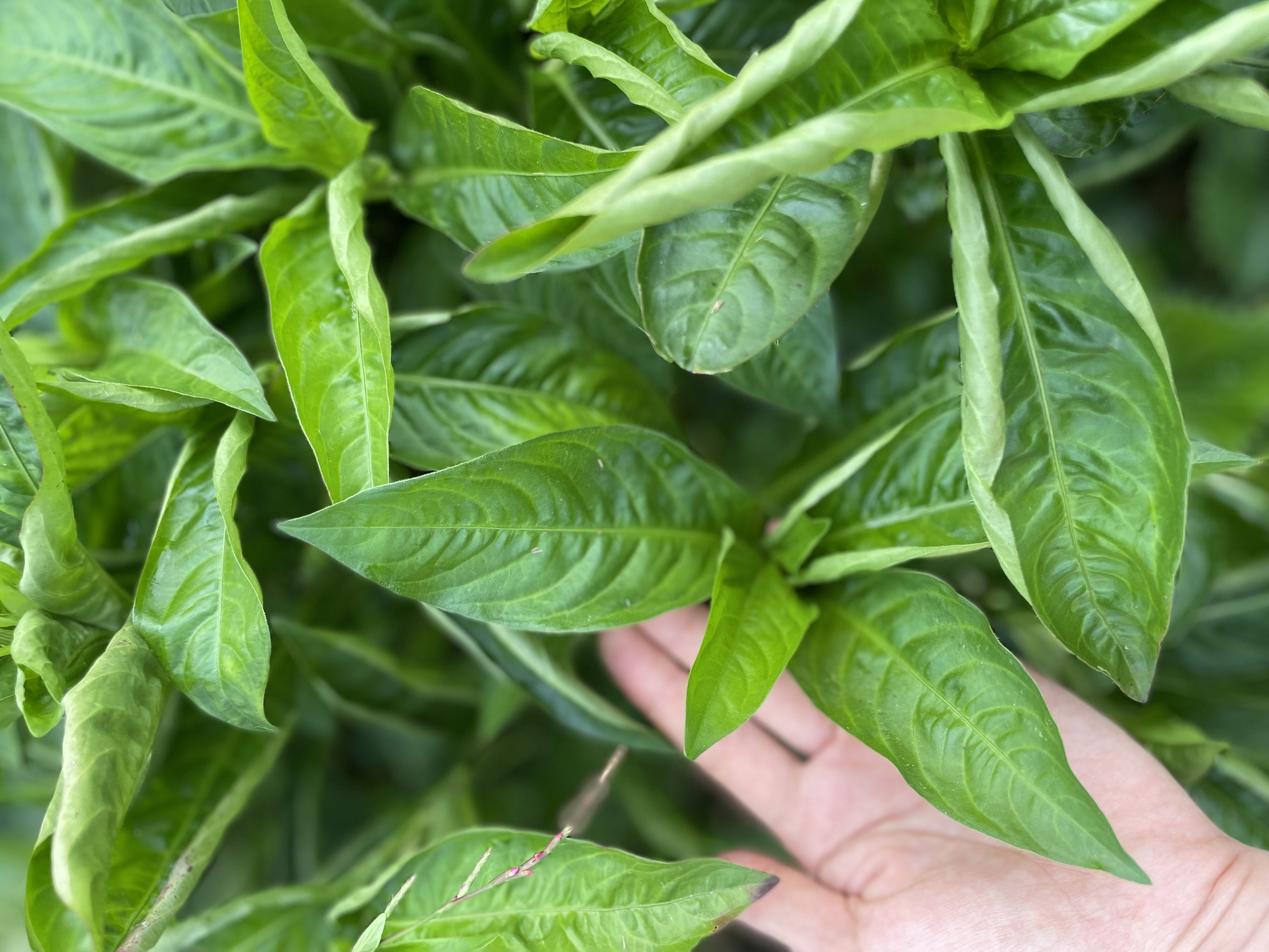 Japanese indigo seeds