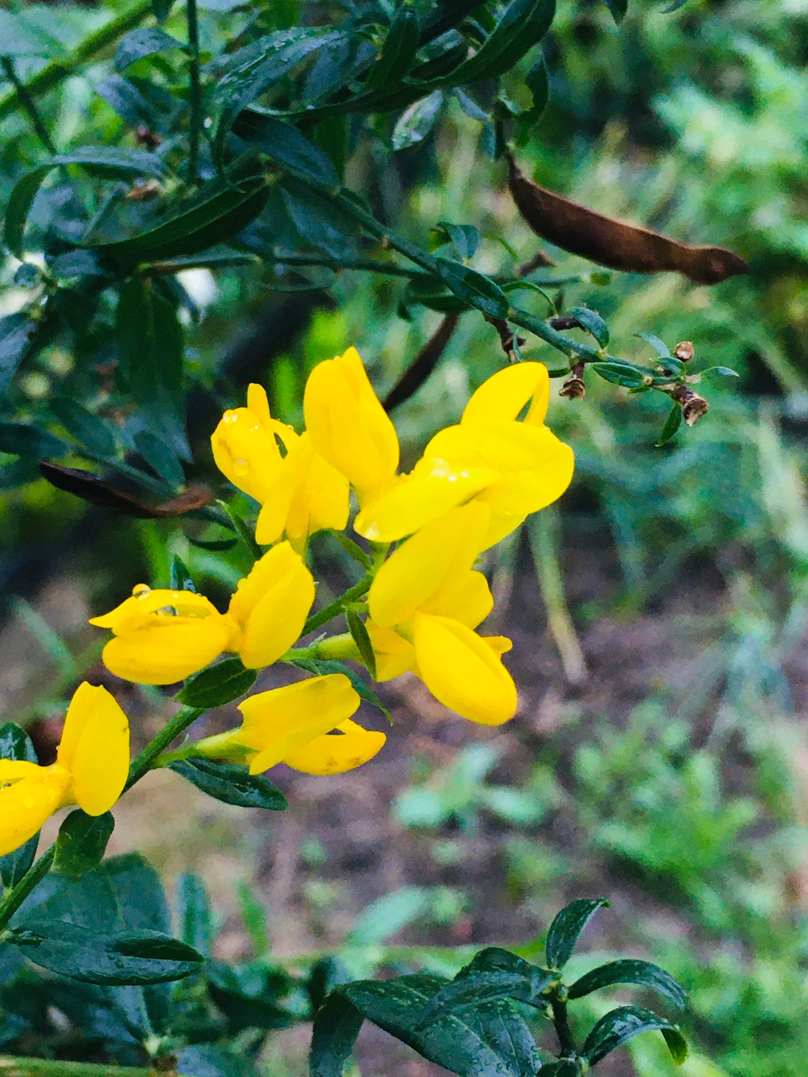 Dyer’s broom seeds