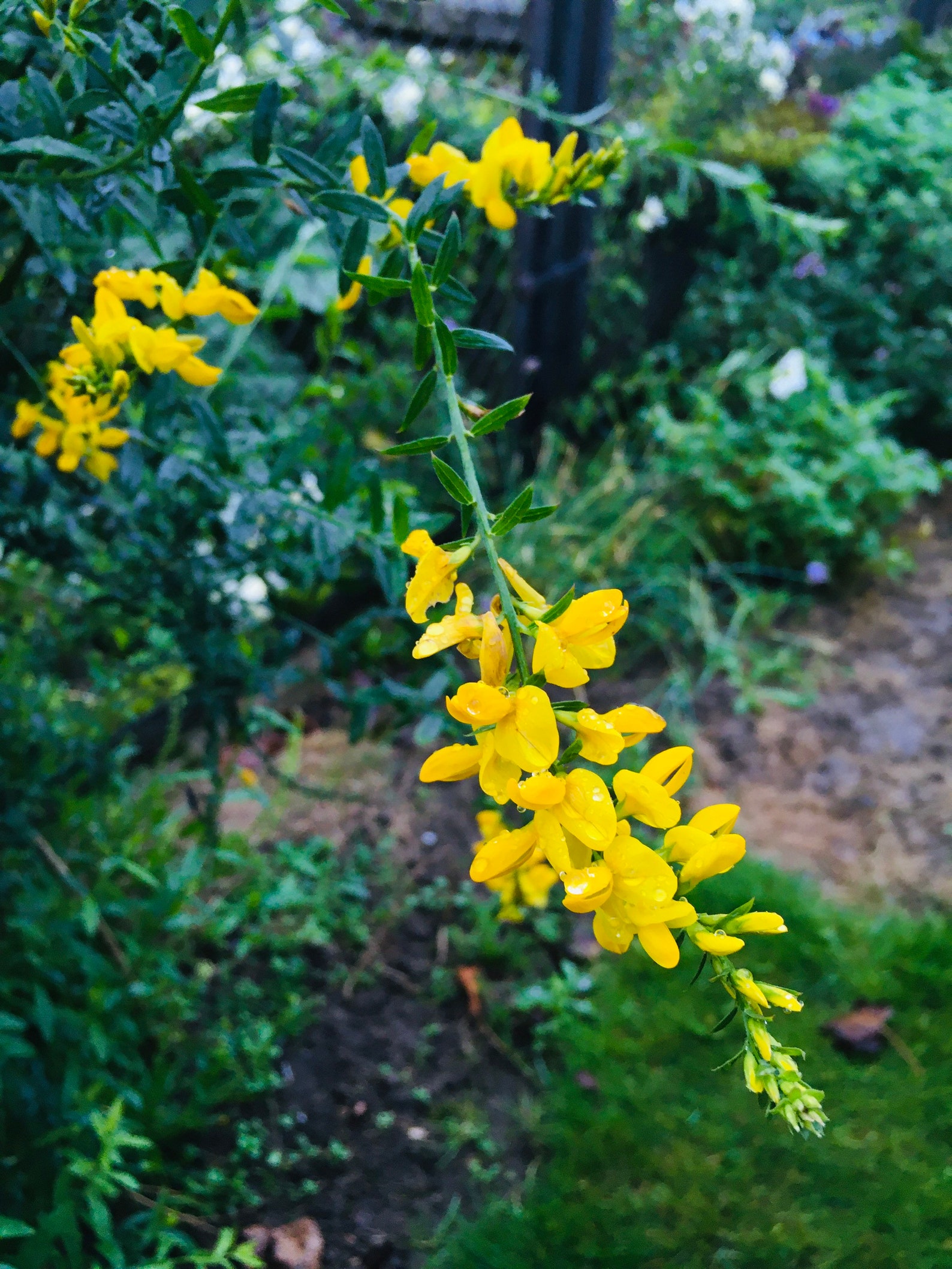 Dyer’s broom seeds