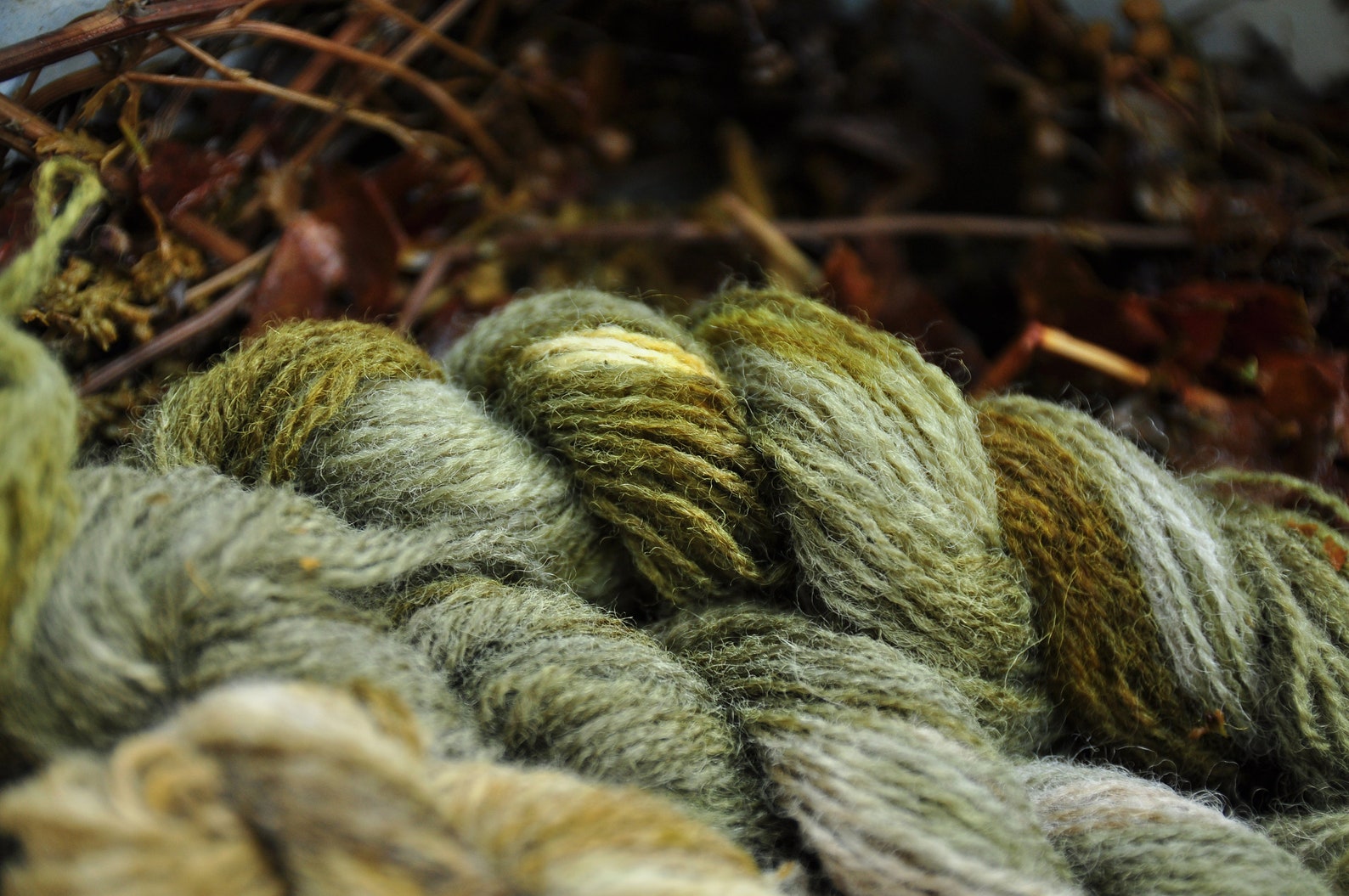 Dyer’s broom seeds