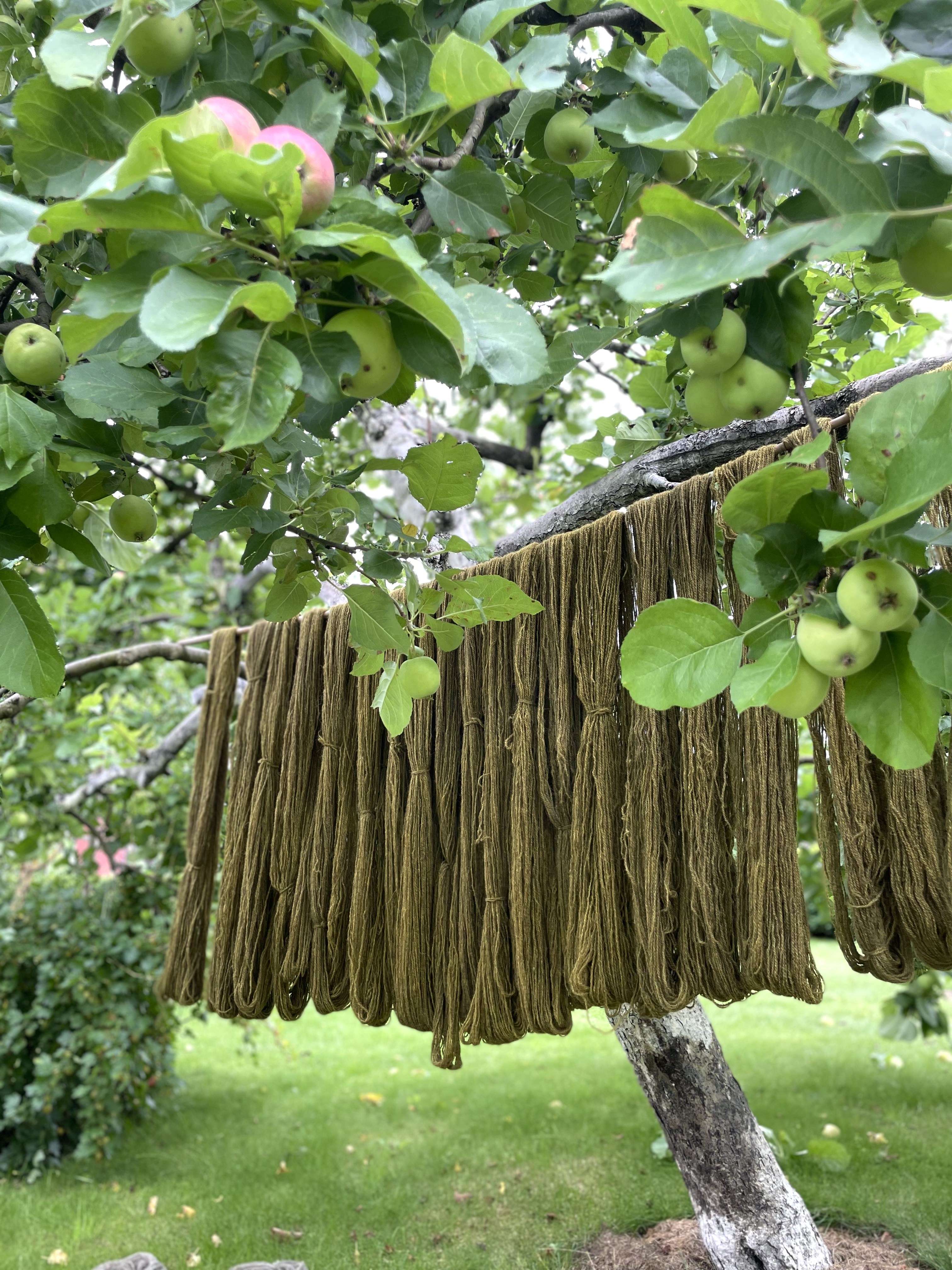 Dyer’s broom seeds