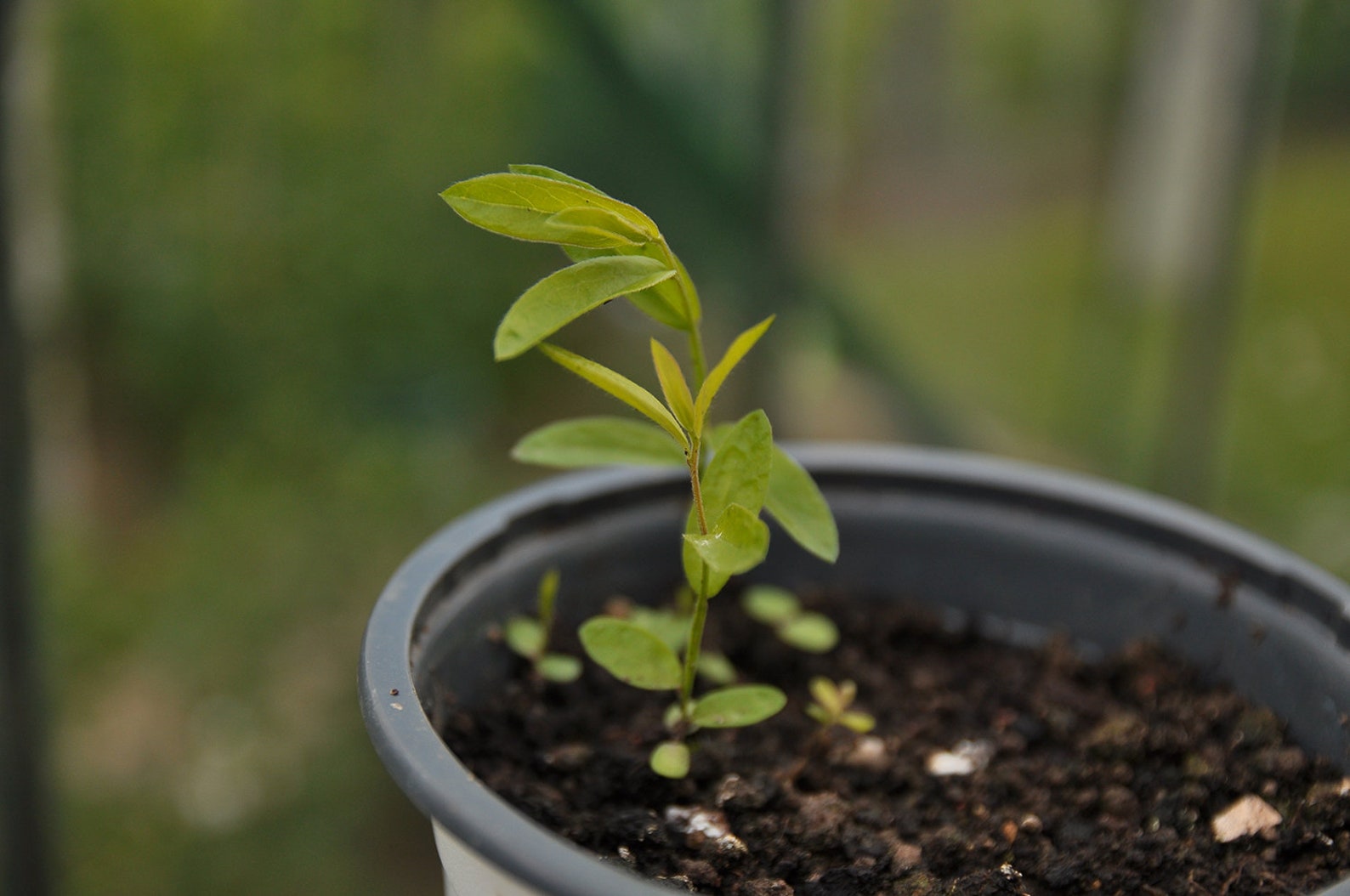 Dyer's garden seed pack