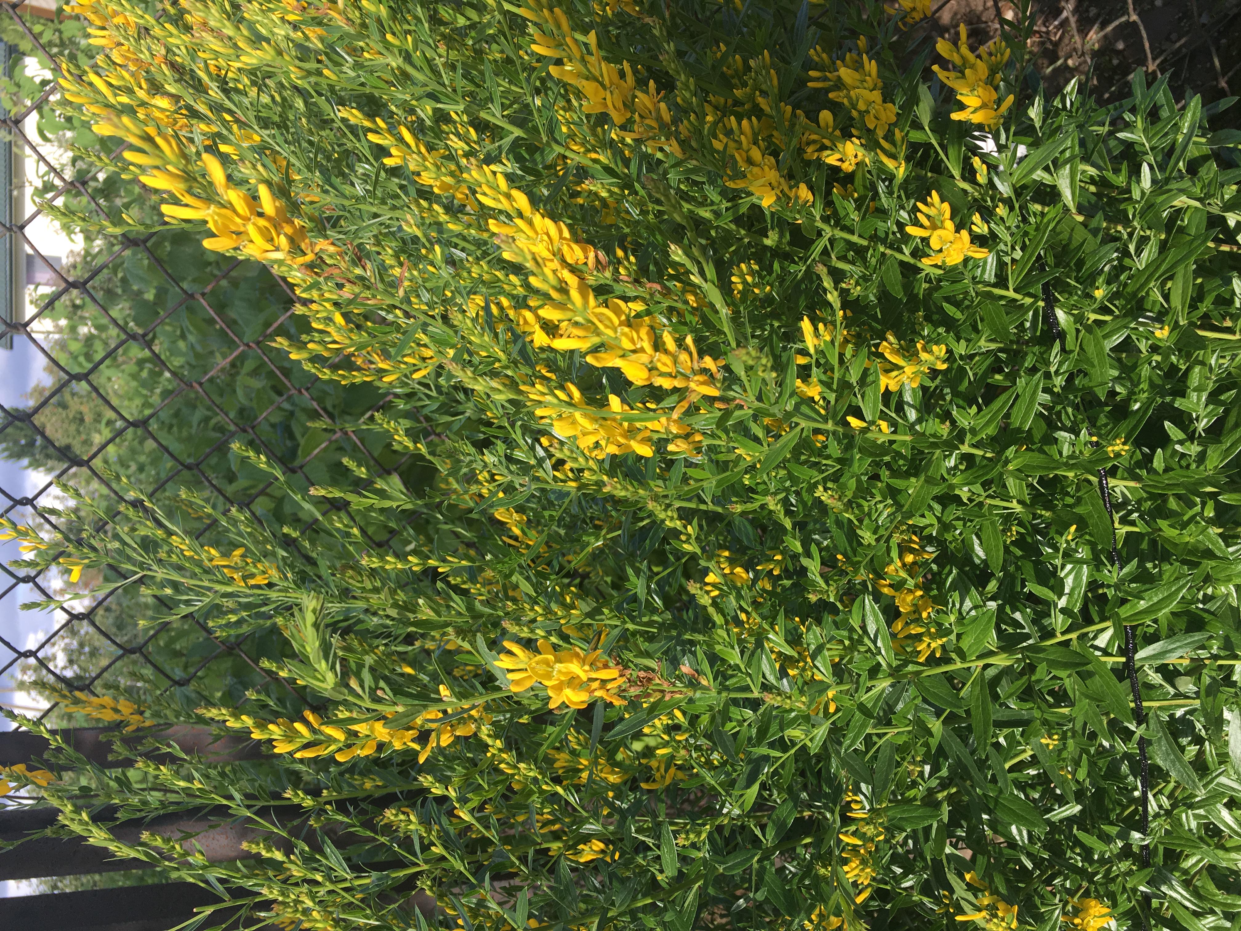 Dyer's garden seed pack