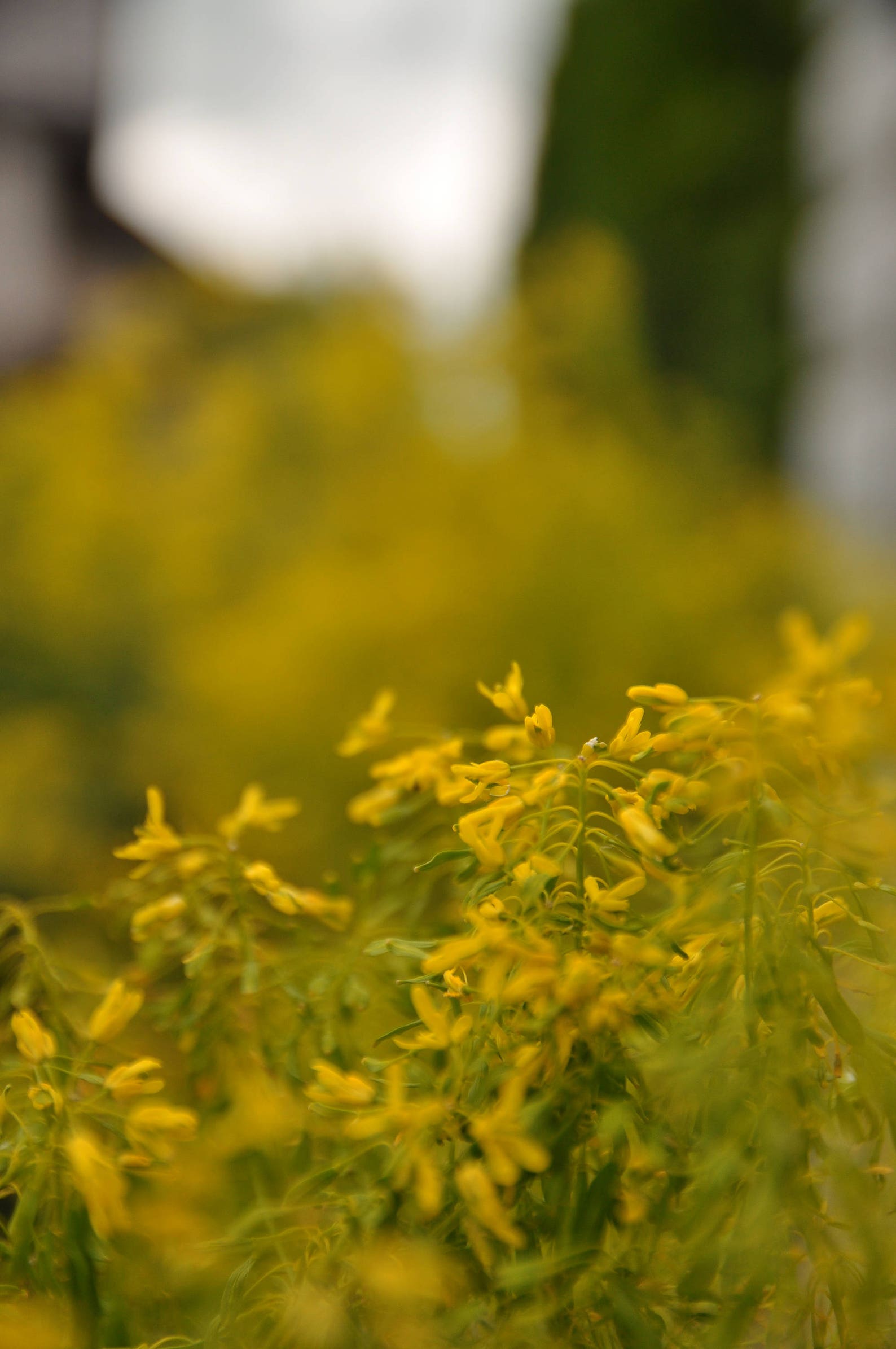 Dyer's garden seed pack