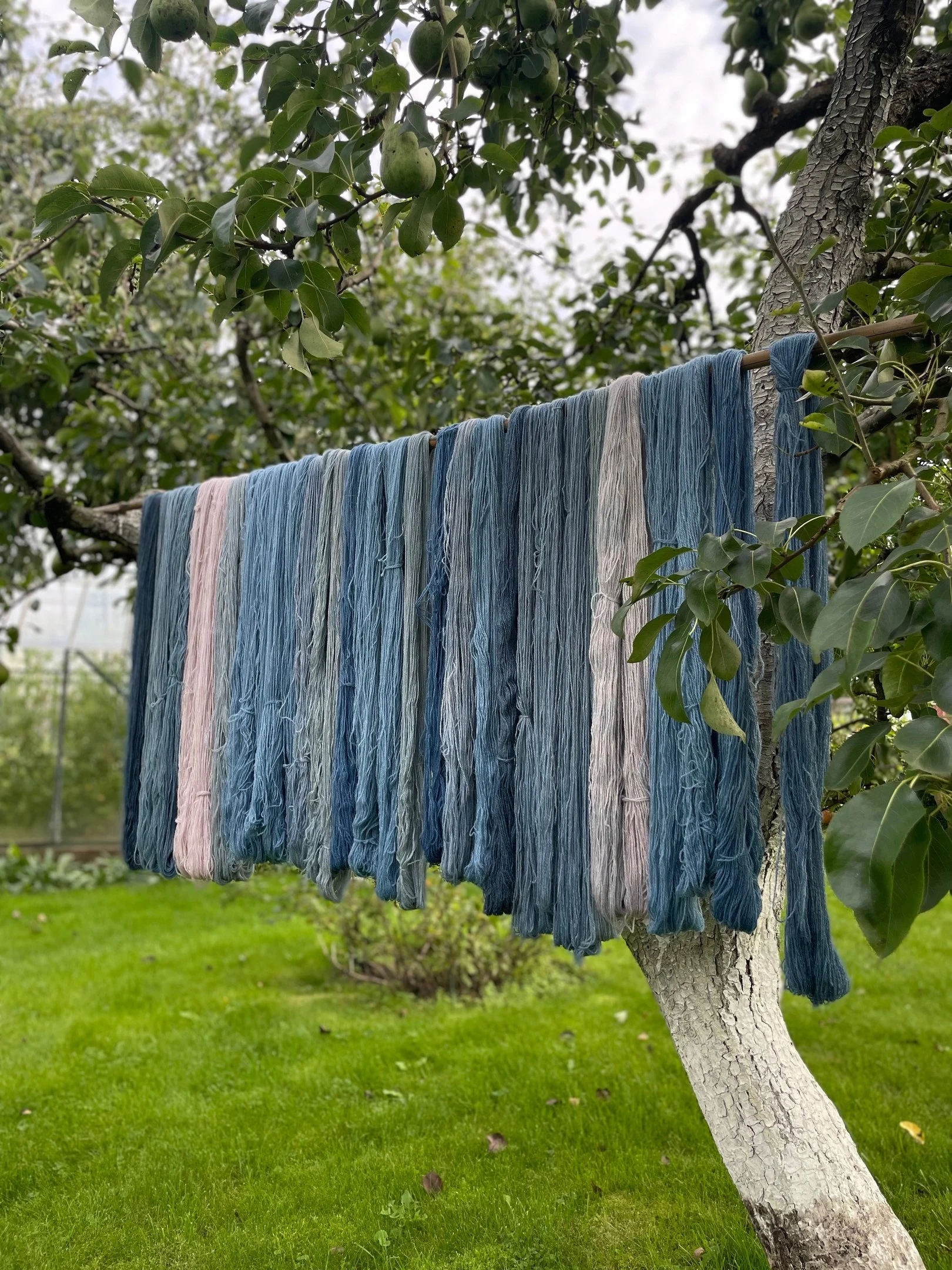 Woad Dyed Blue Wool Yarn Pack "Light Frost". 250 g