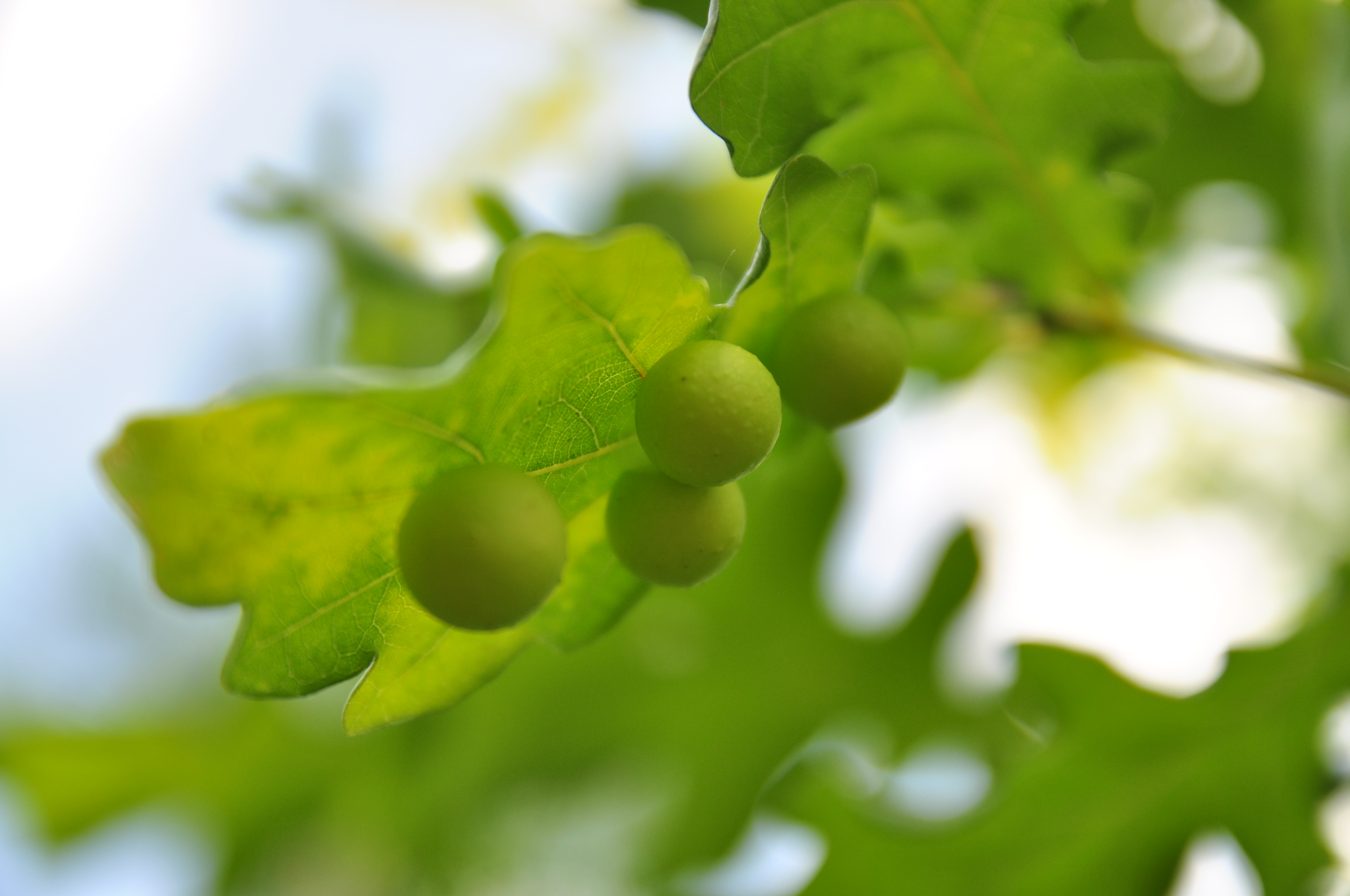 Shipping for Ada Palmer