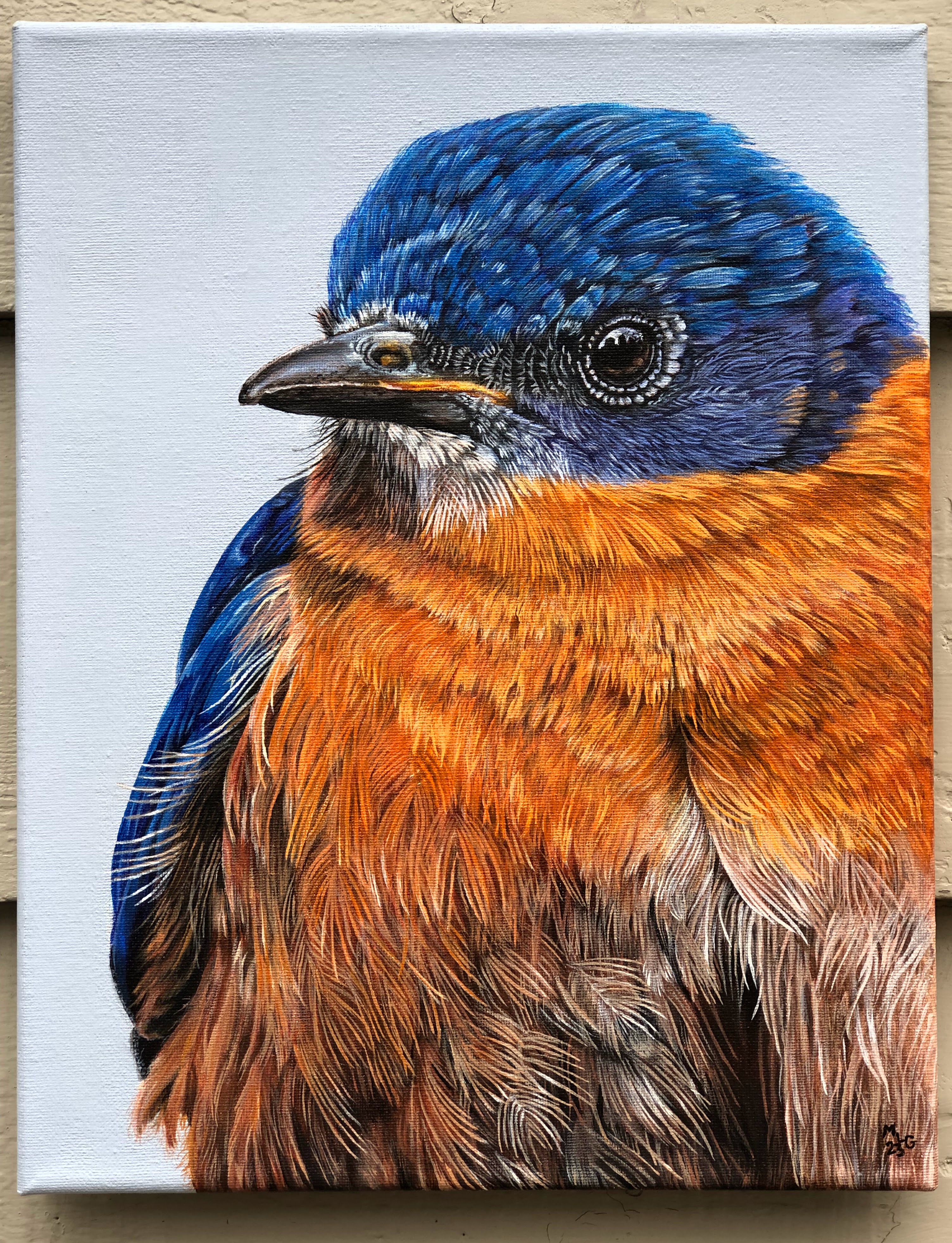 SOLD - Eastern Bluebird