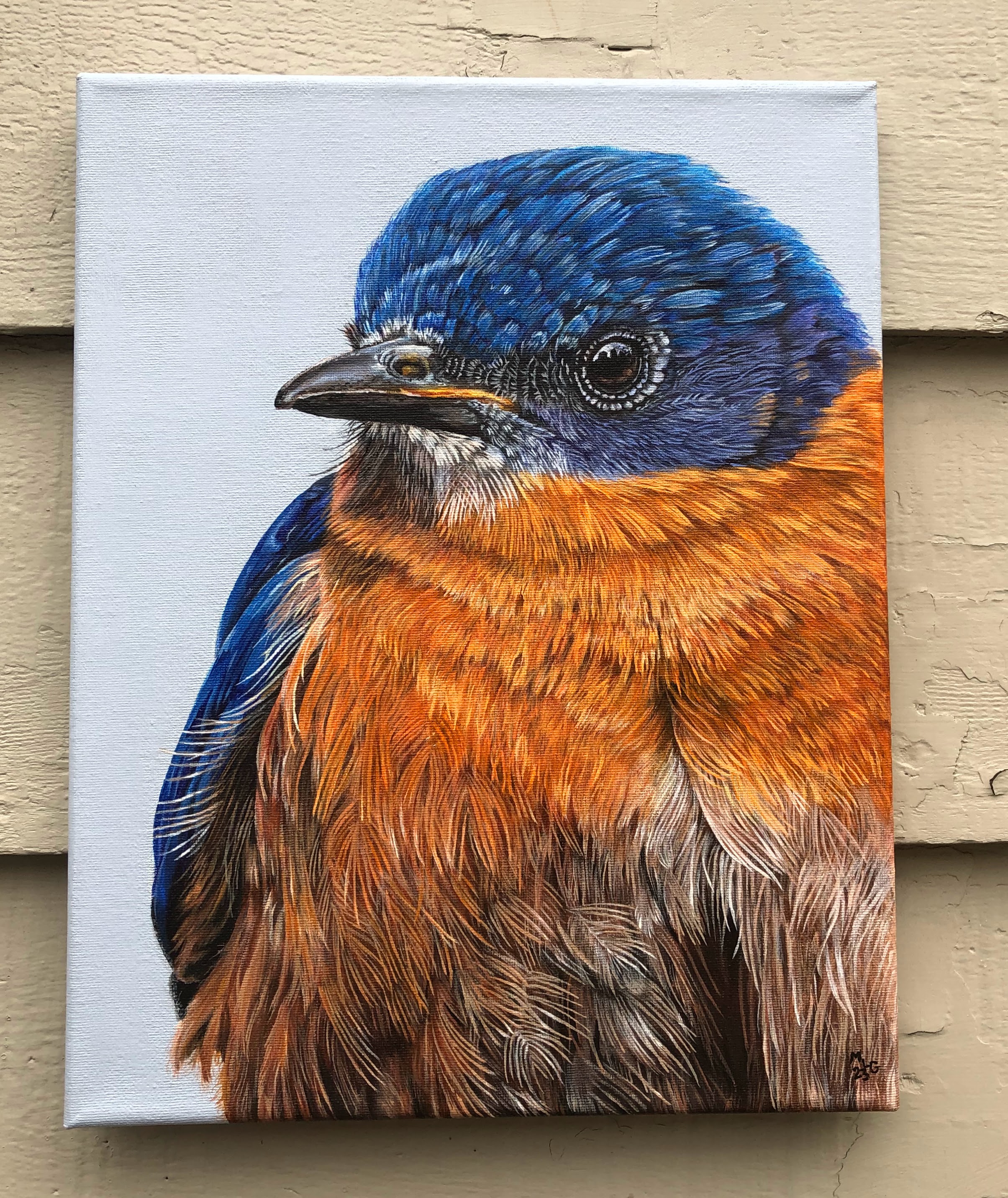 SOLD - Eastern Bluebird