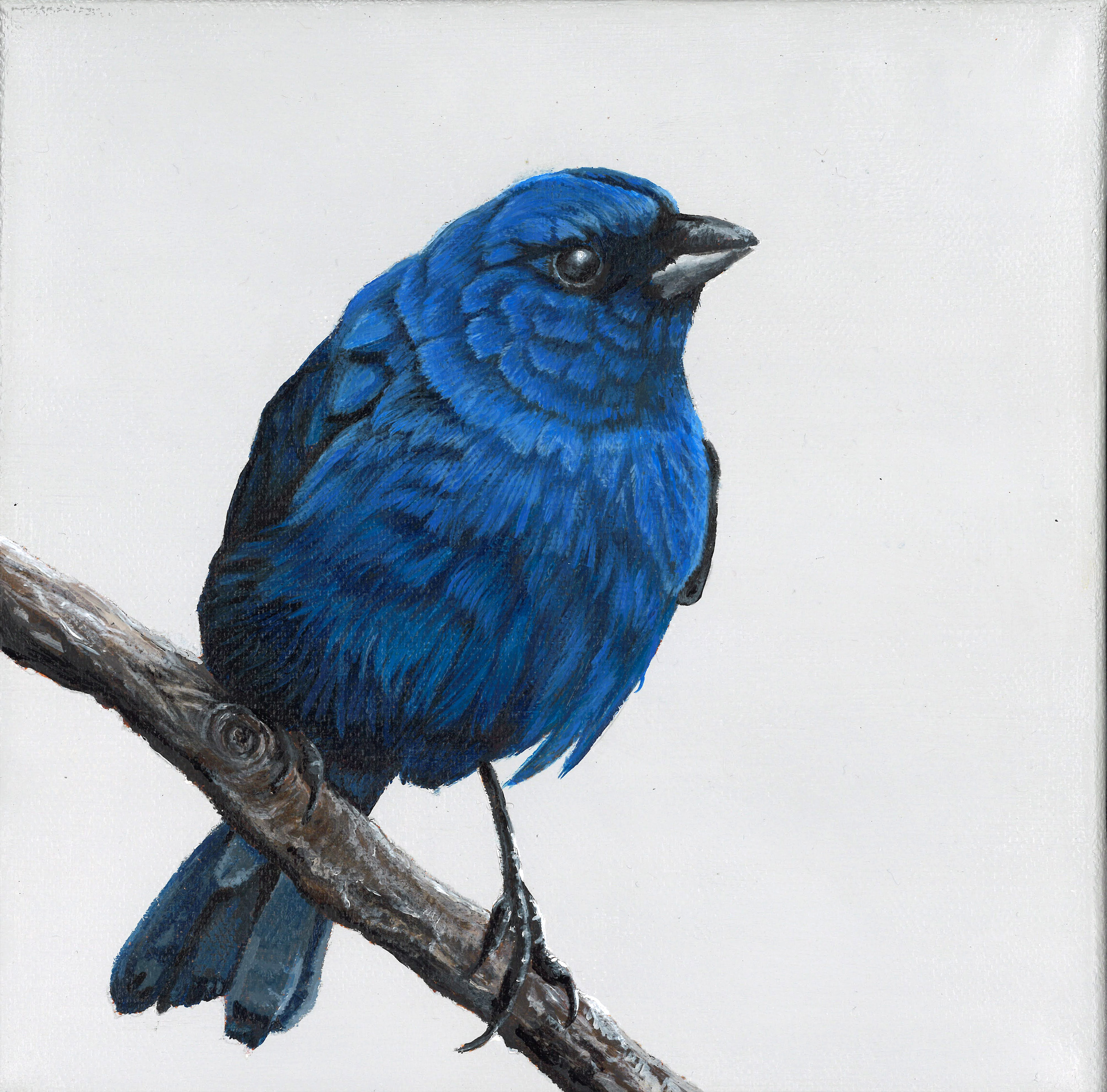 Indigo Bunting - 1 - In cedar frame