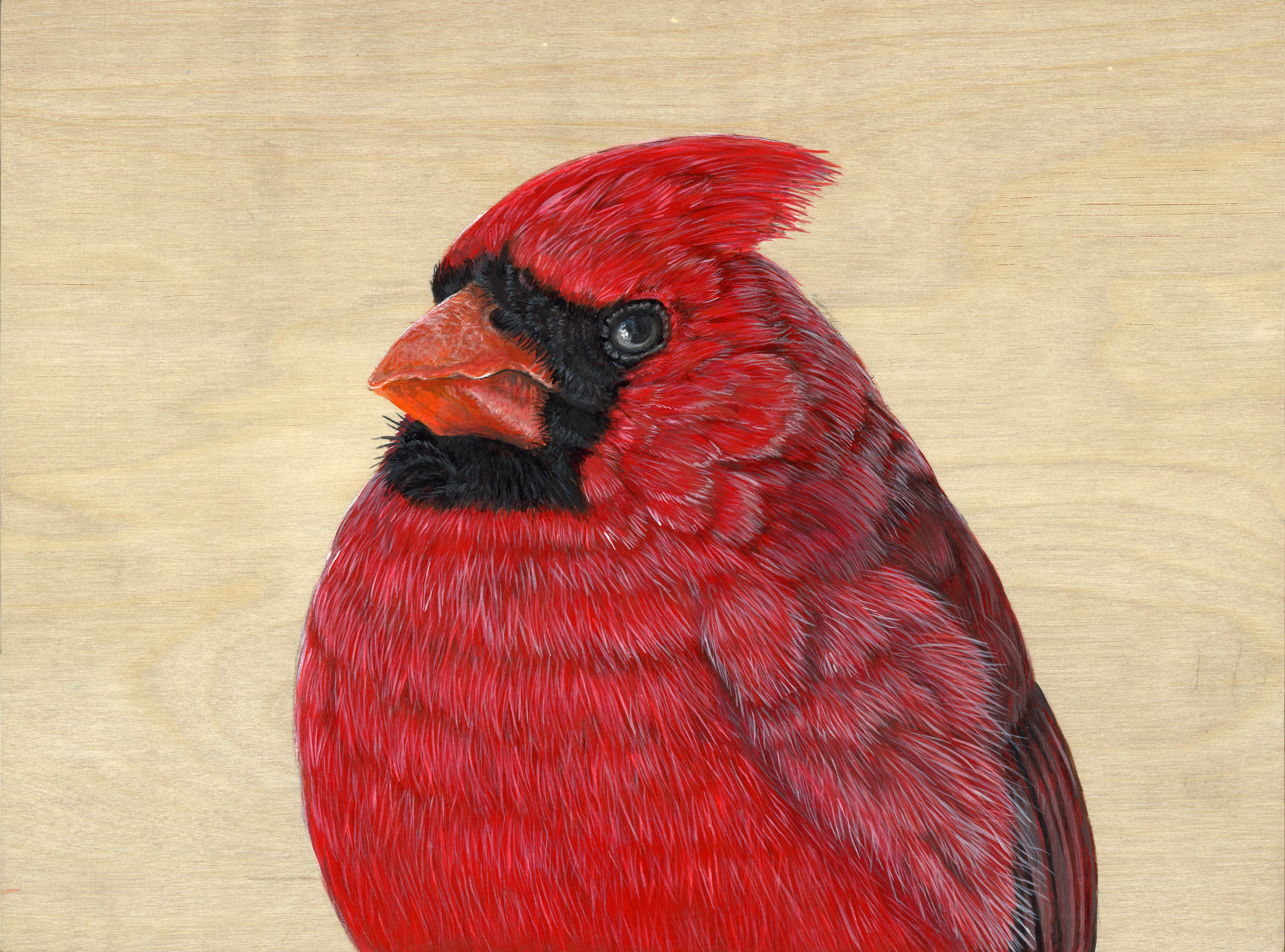 Cardinal - Male - Sold