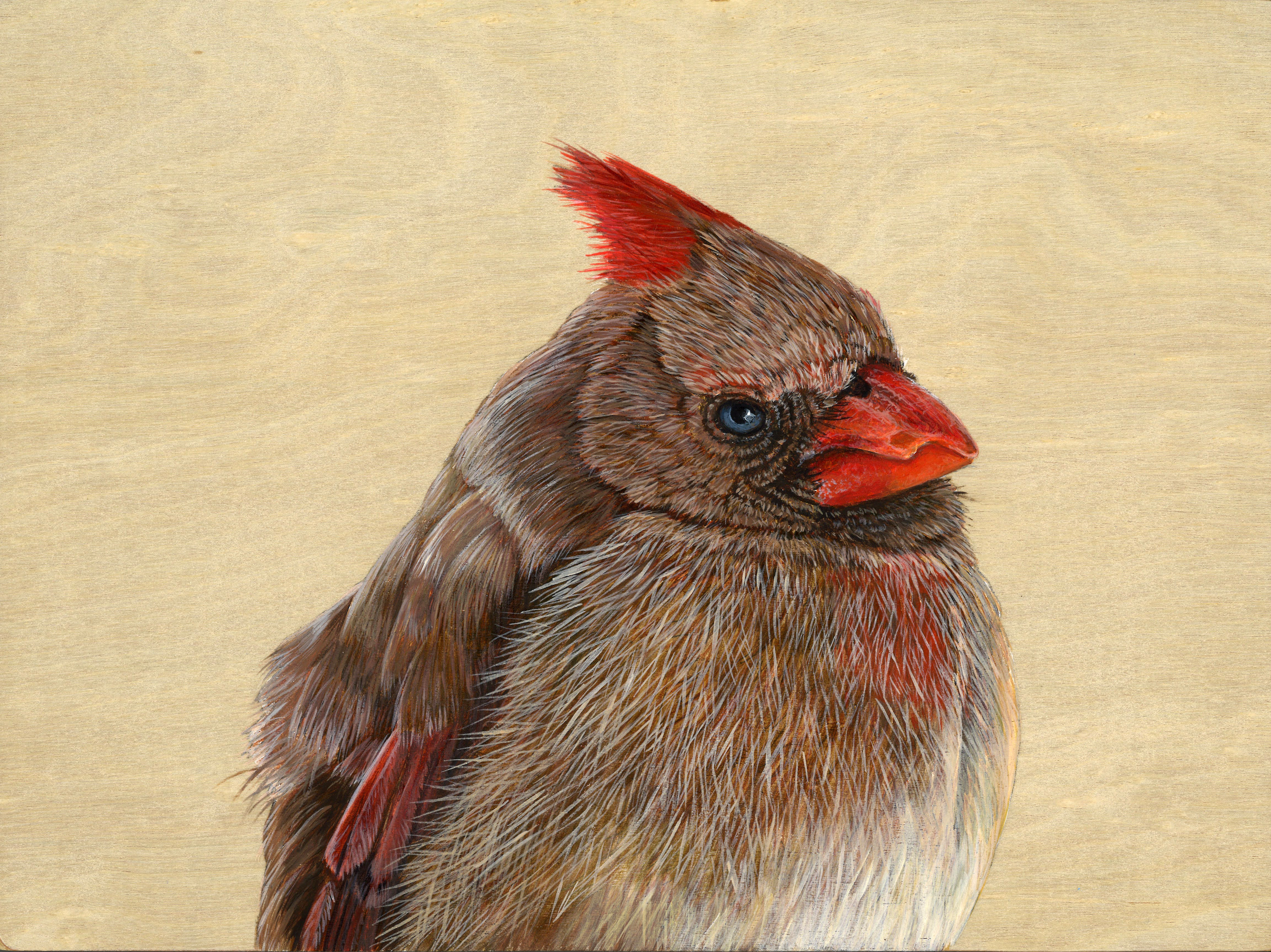Cardinal - Female - Sold