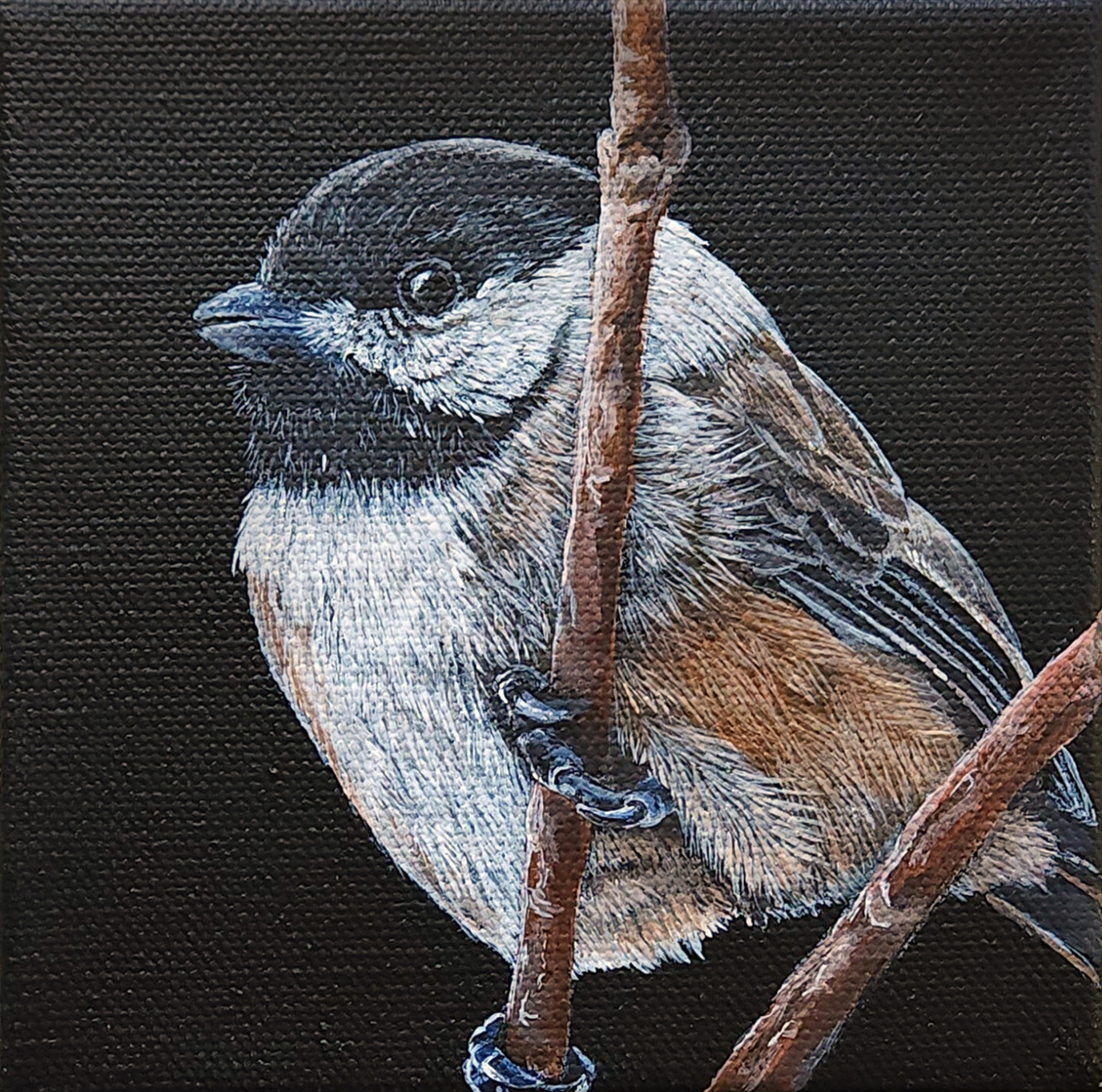 North Carolina Chickadee - Sold