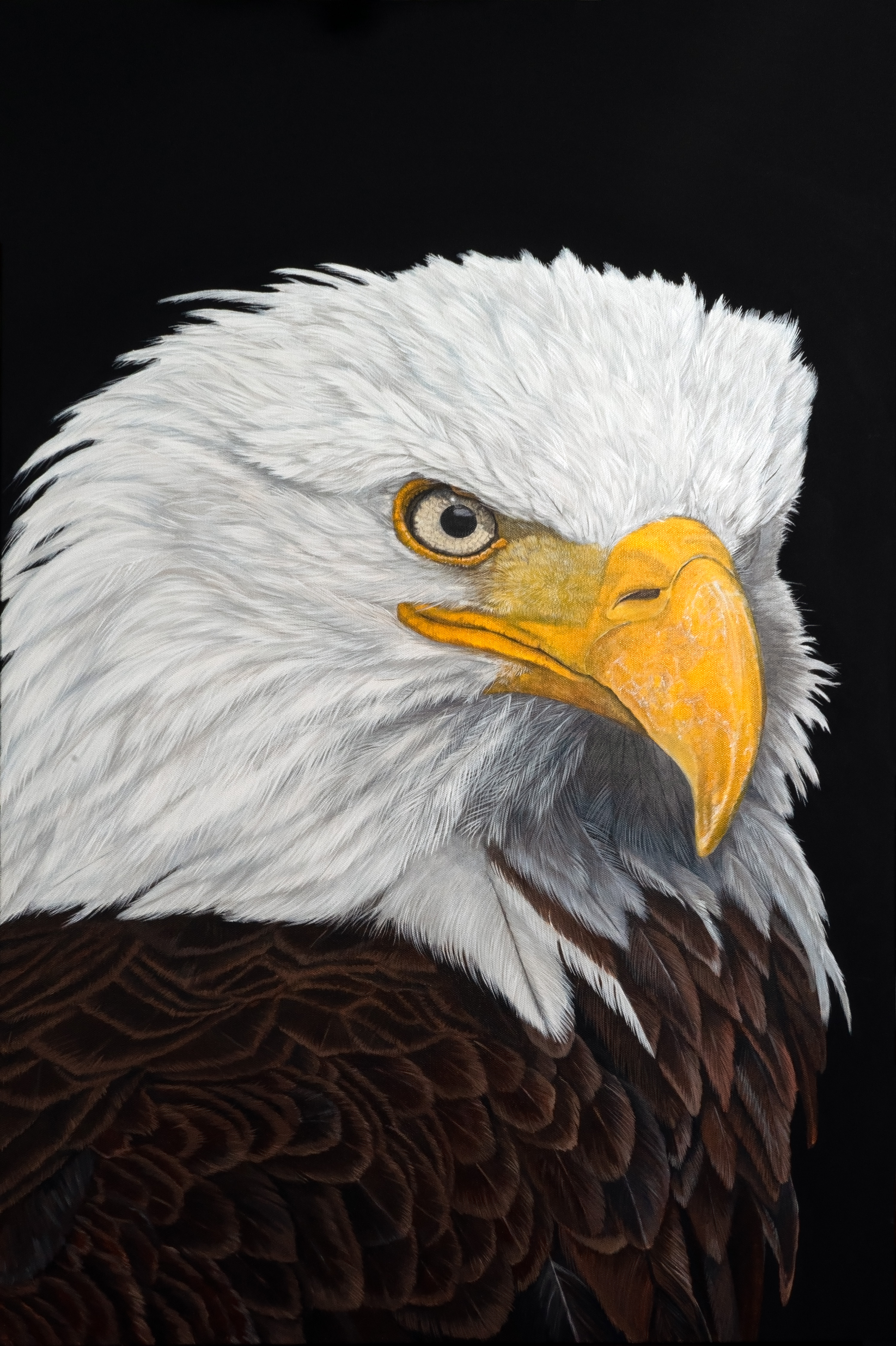 Eagle - Earl - Original and Prints available