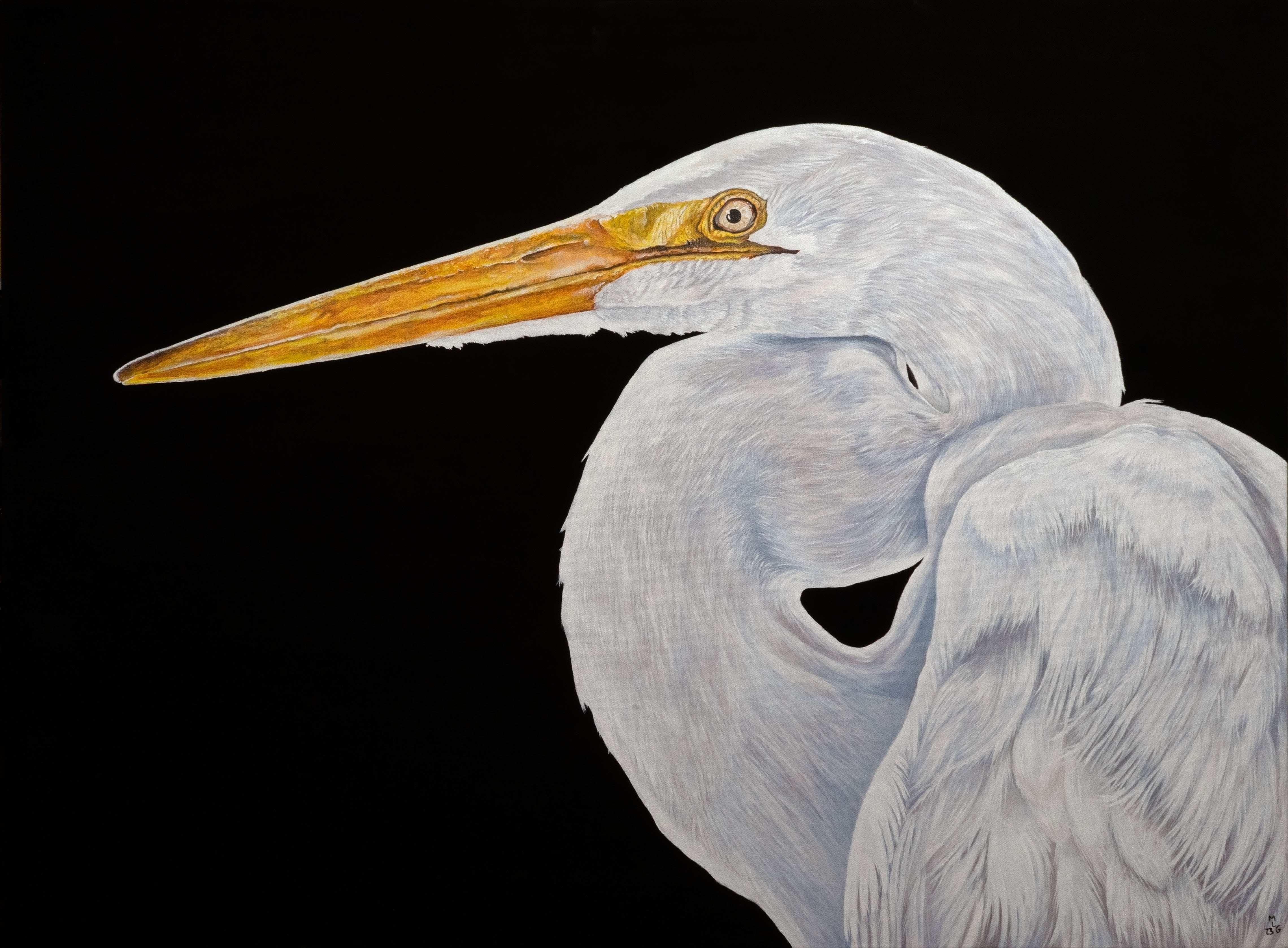Egret - Study 1 – Shy