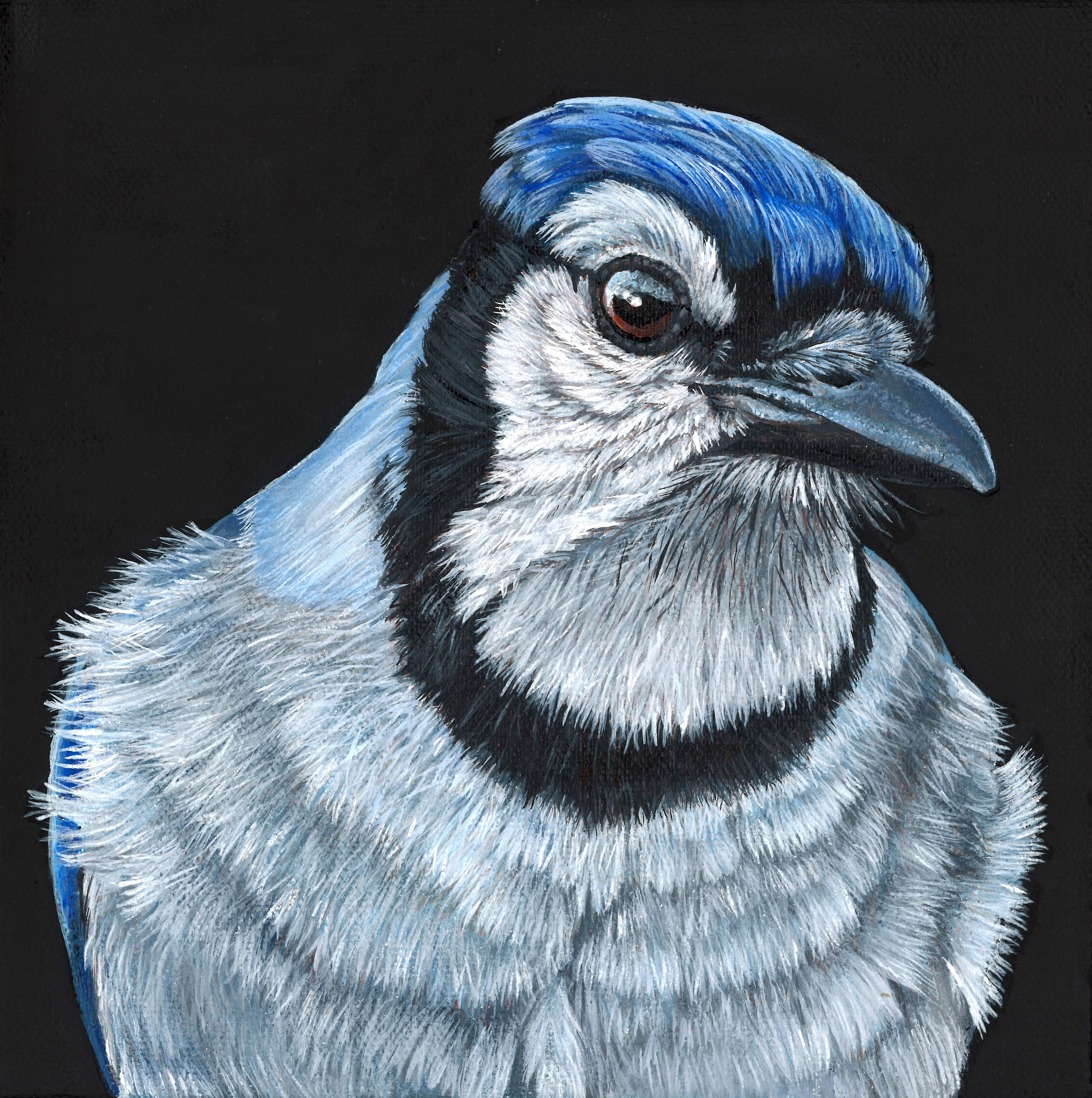 Blue Jay - What you lookin at - Original and Print Available