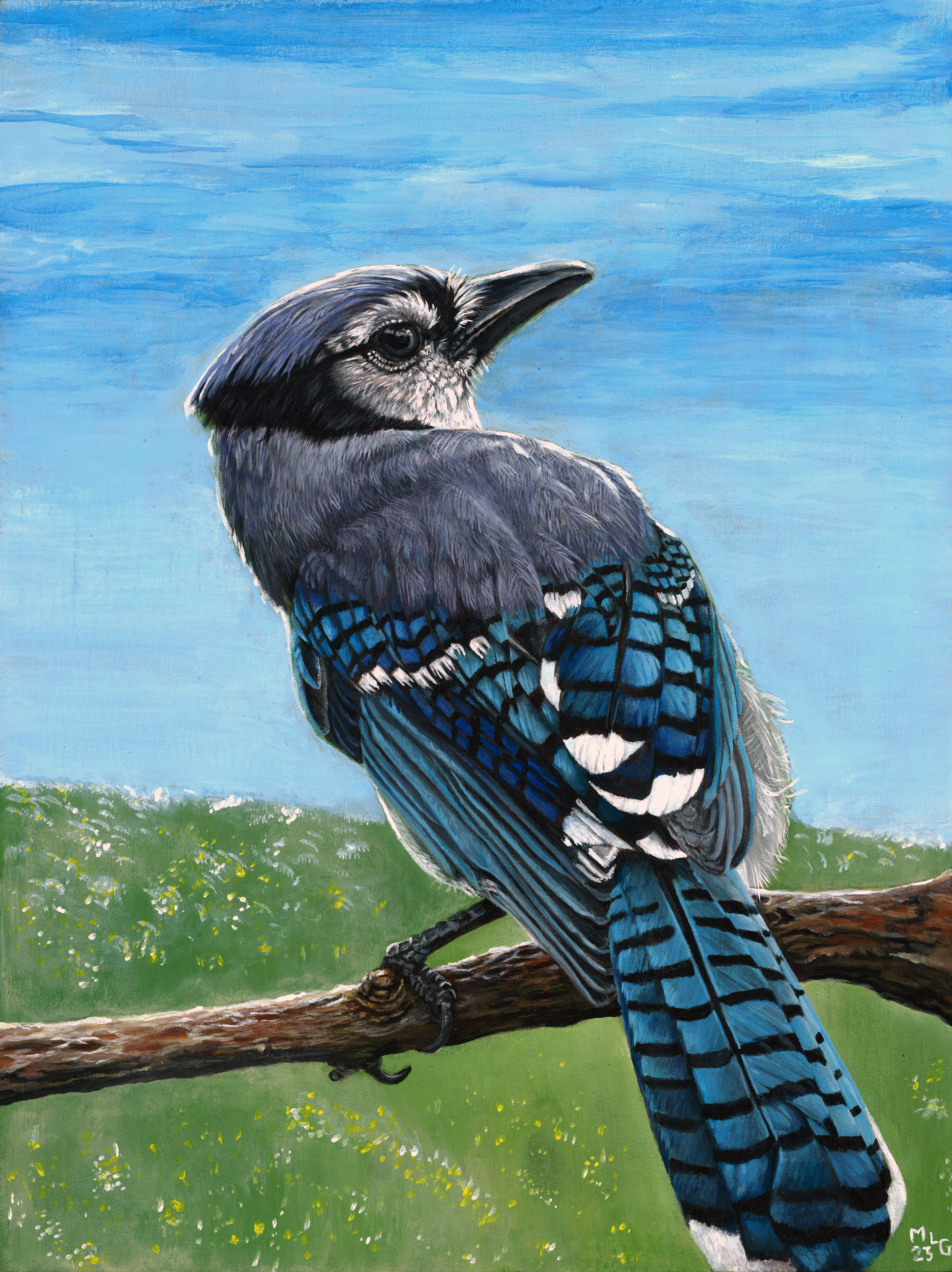 Blue Jay - Anybody got a peanut? - Cedar frame