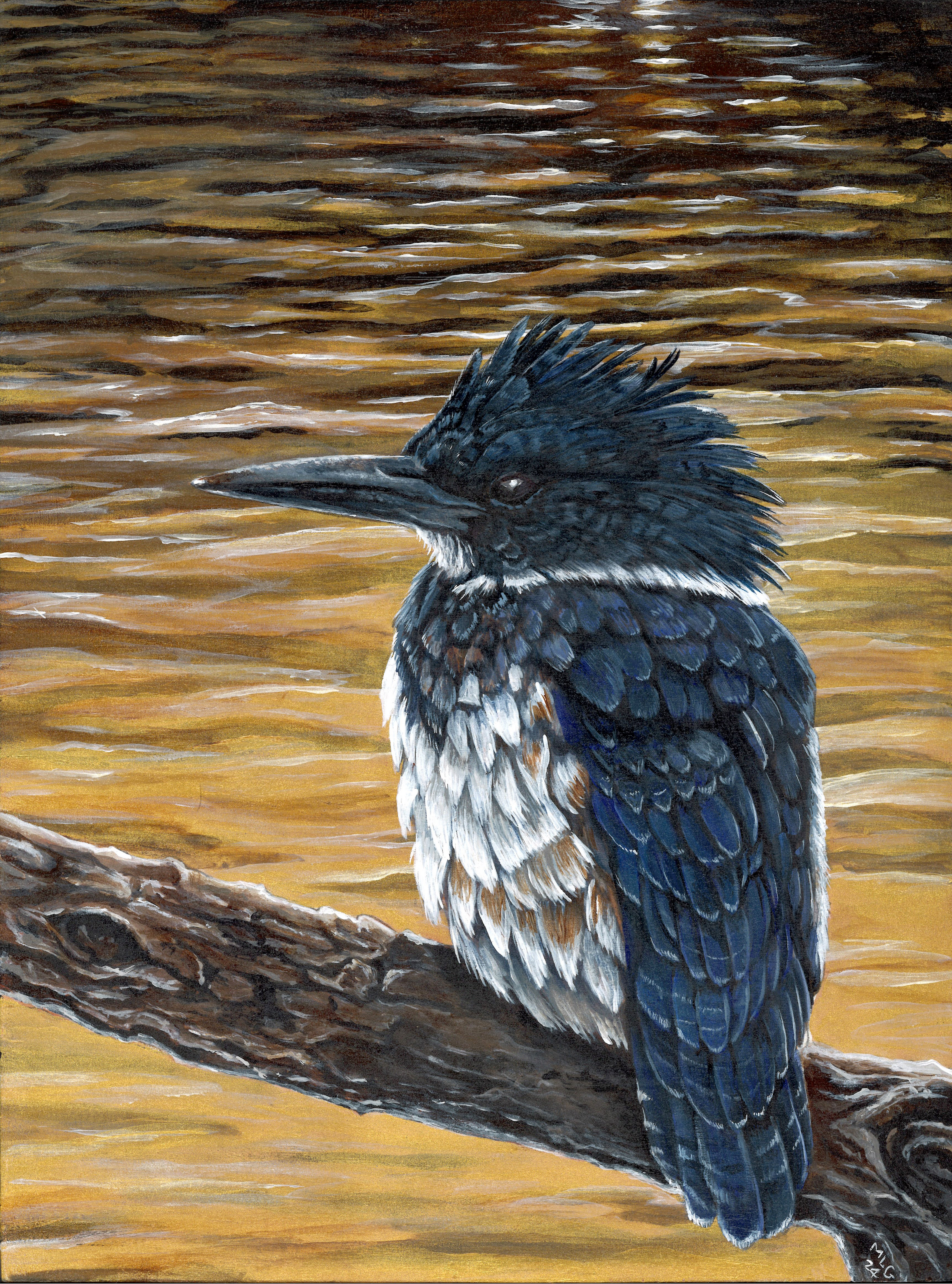 Belted Kingfisher - Moonlight - Sold