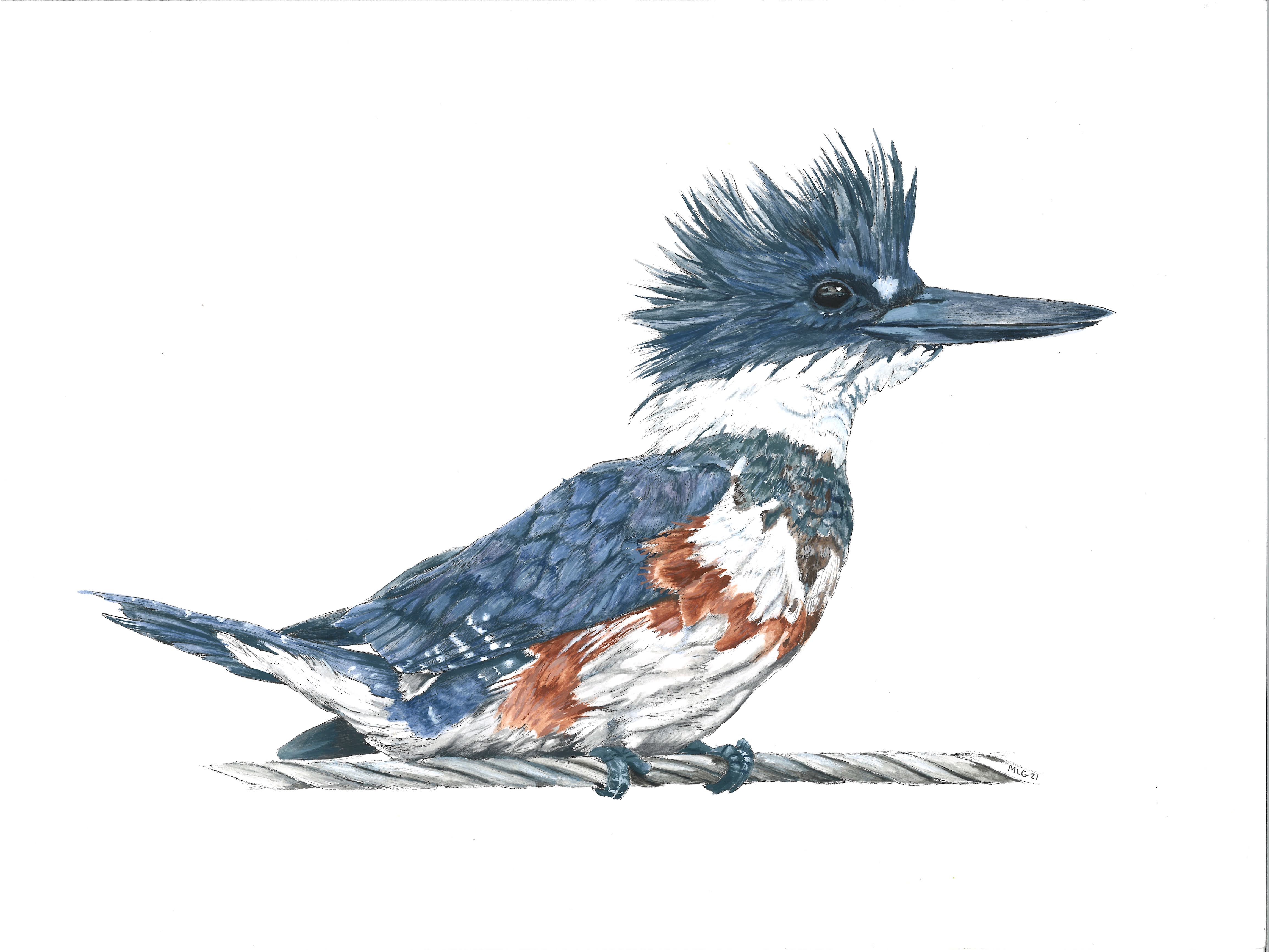 Belted Kingfisher - Bird on a wire - Framed - Sold