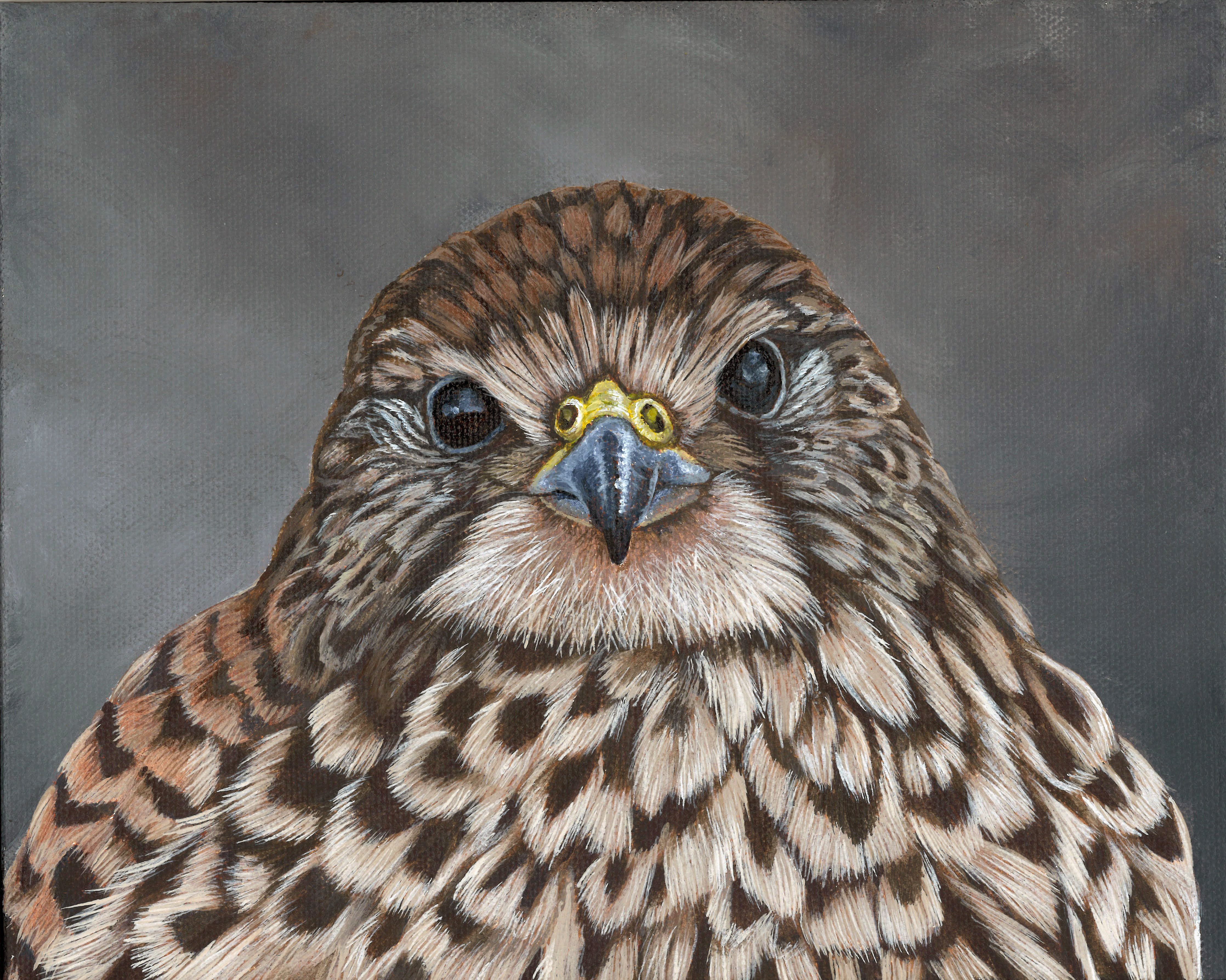 Kestrel - Hunting - Sold