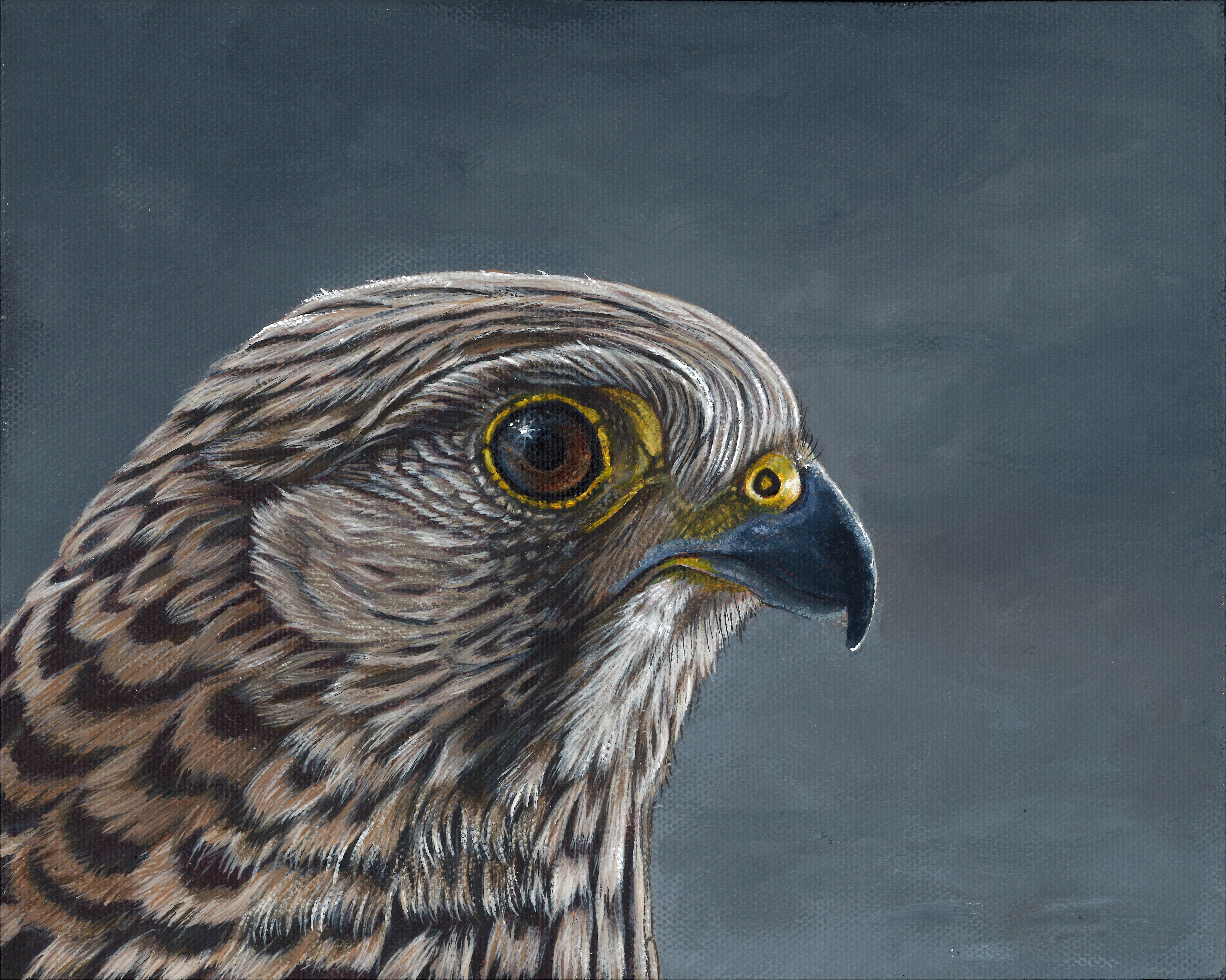 Kestrel - Starlight - Original and Prints available