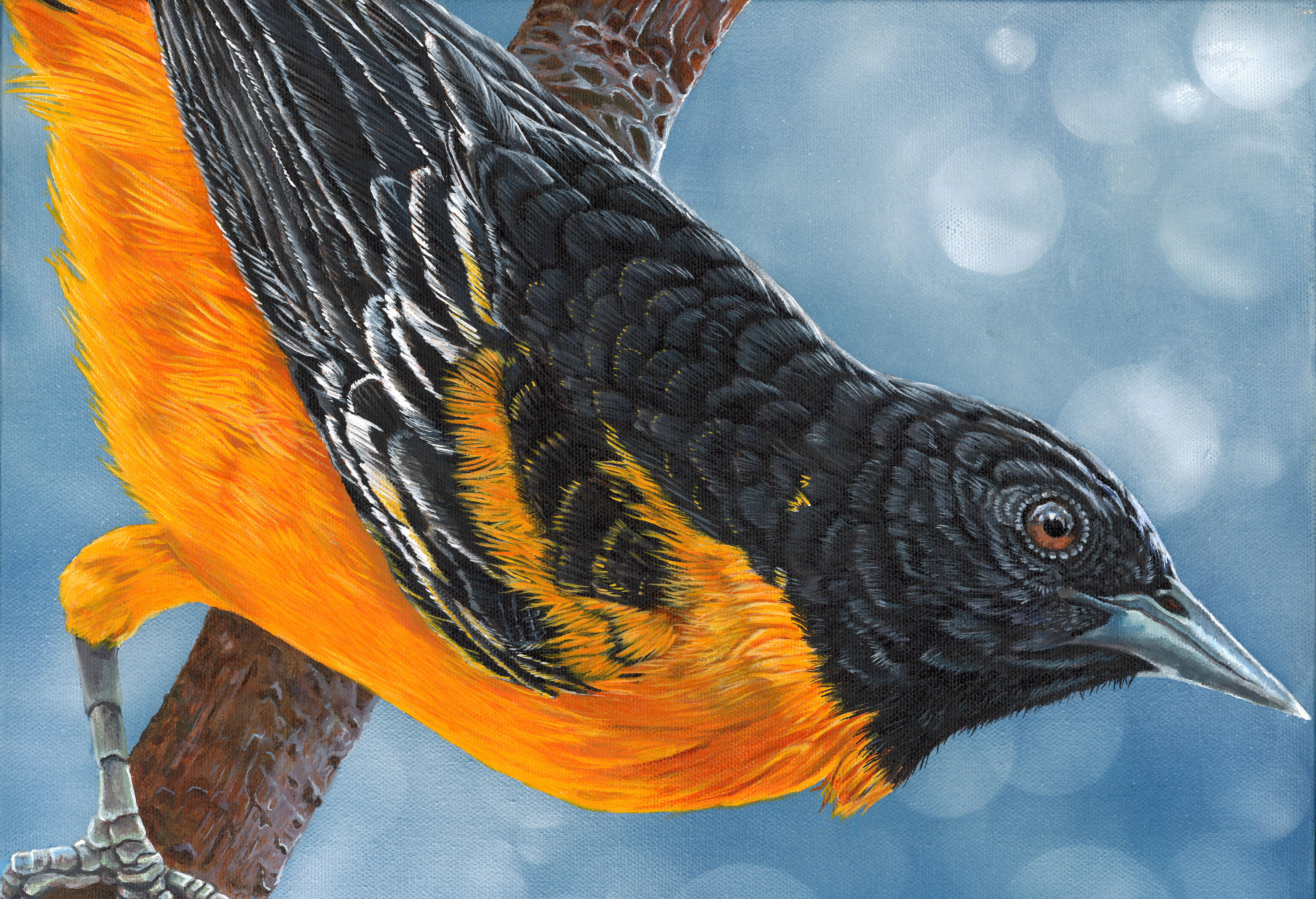 Oriole - Original painting and prints available