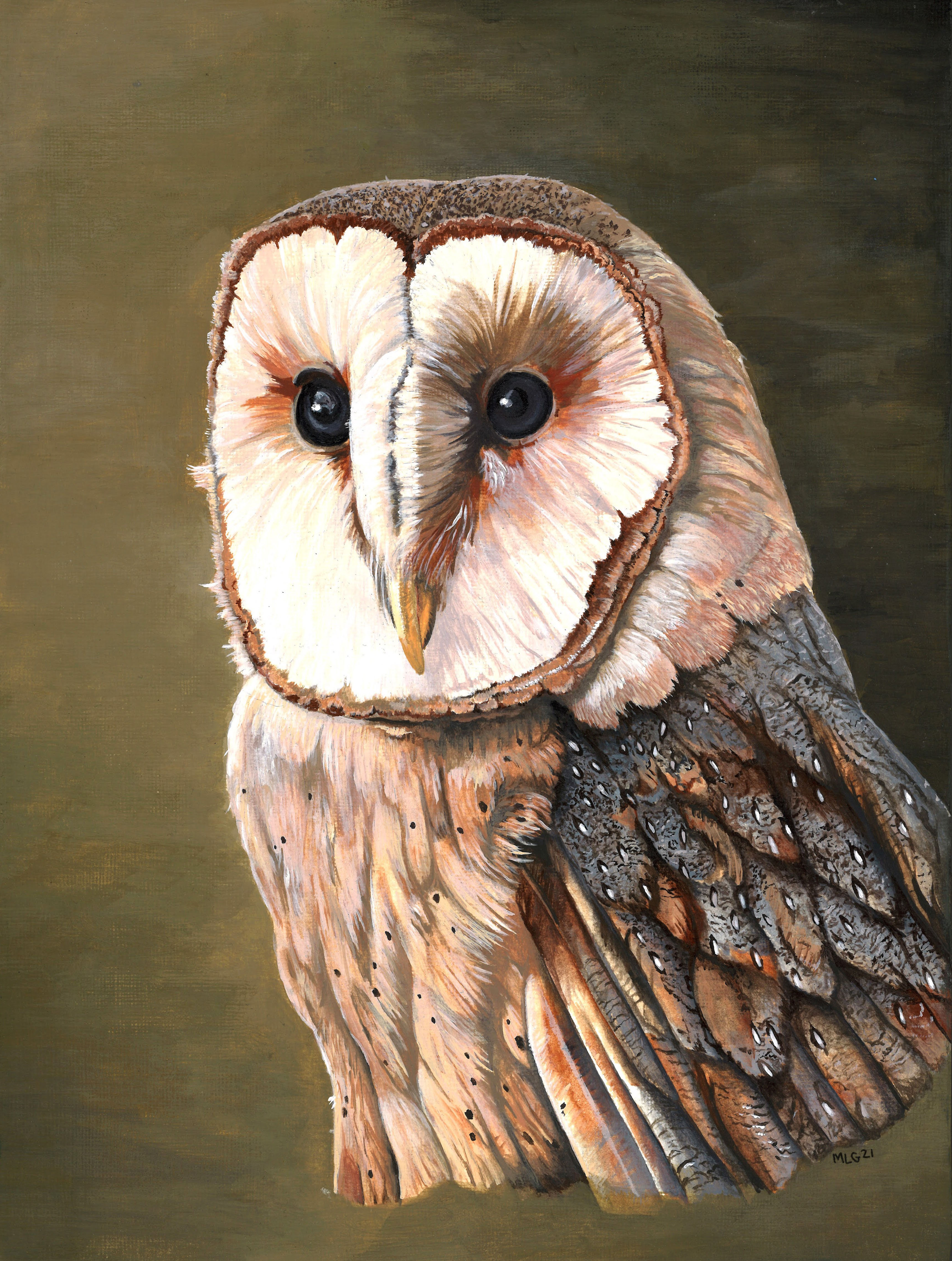 Barn Owl - 1 - NFS