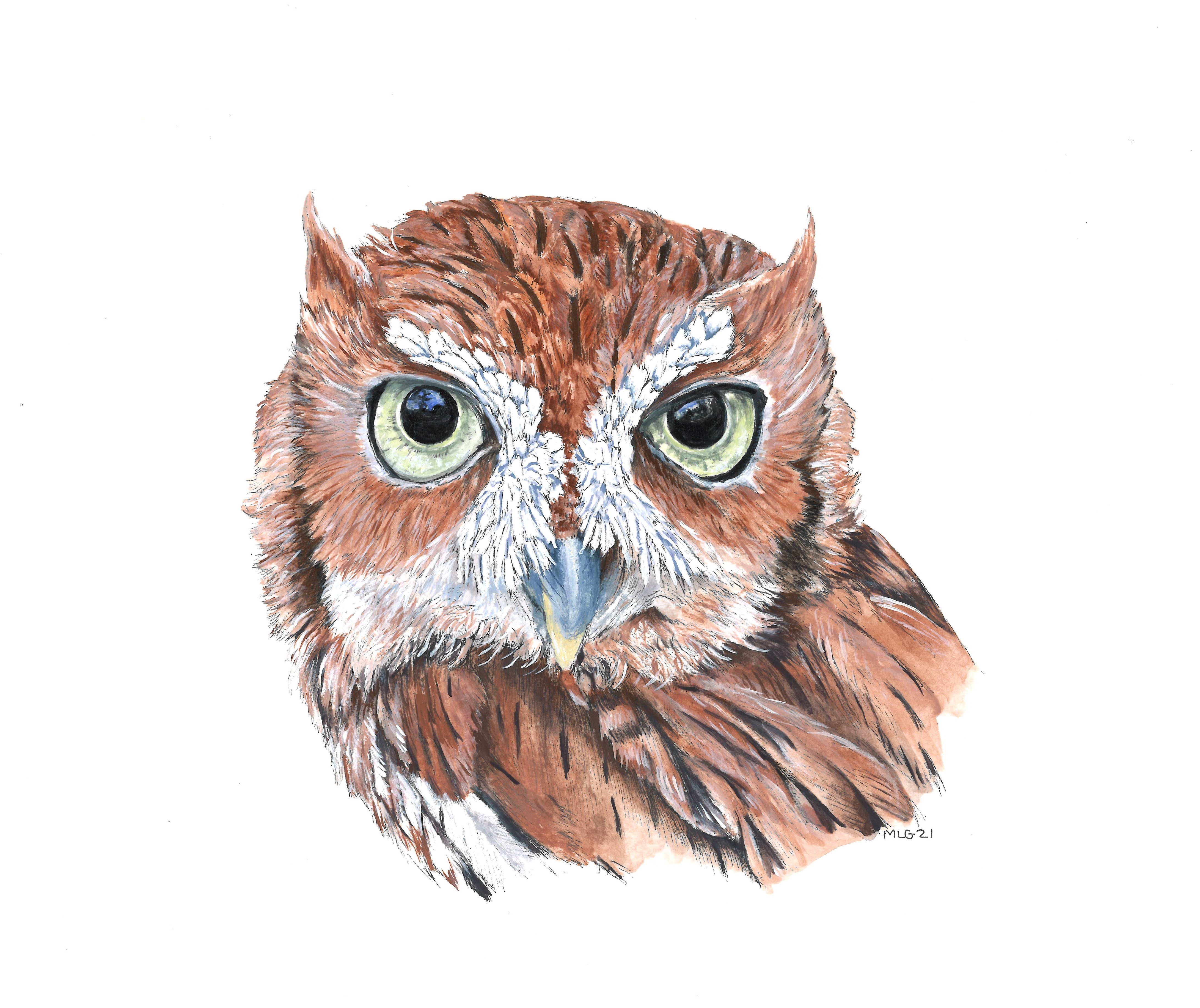 Screech Owl - Available black floating glass frame