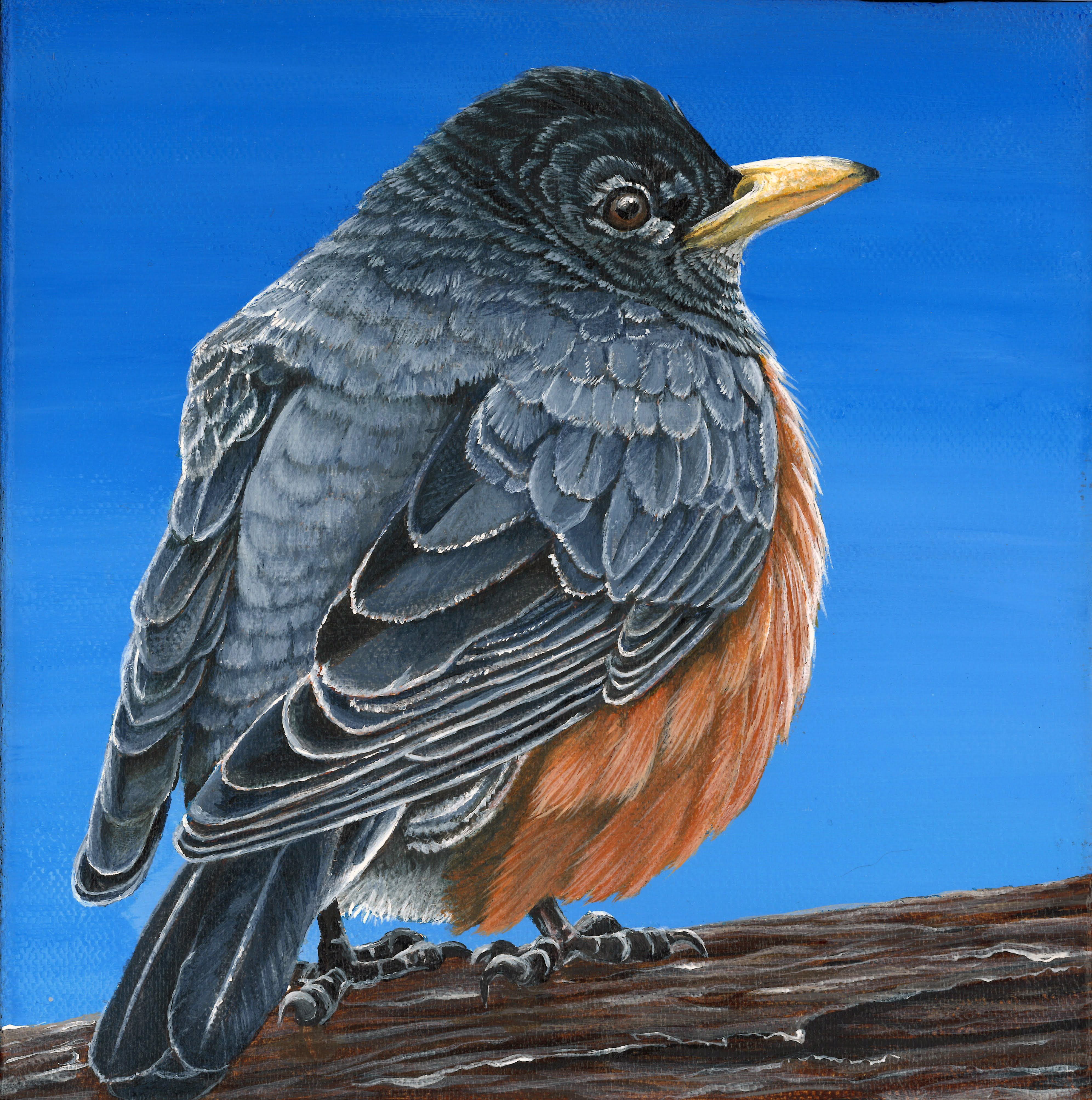Robin - Churchill - Sold