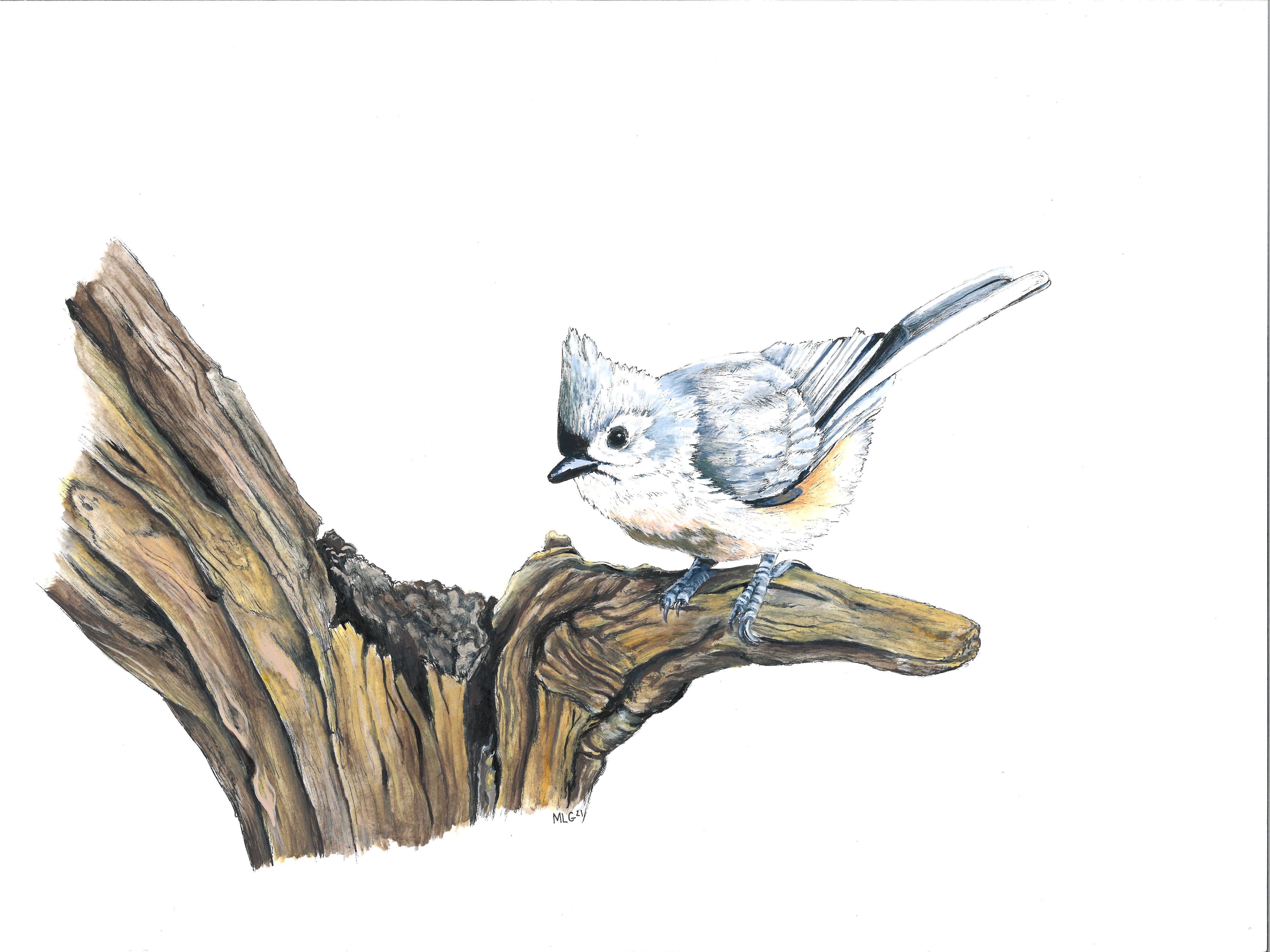 Tufted Titmouse - Sold