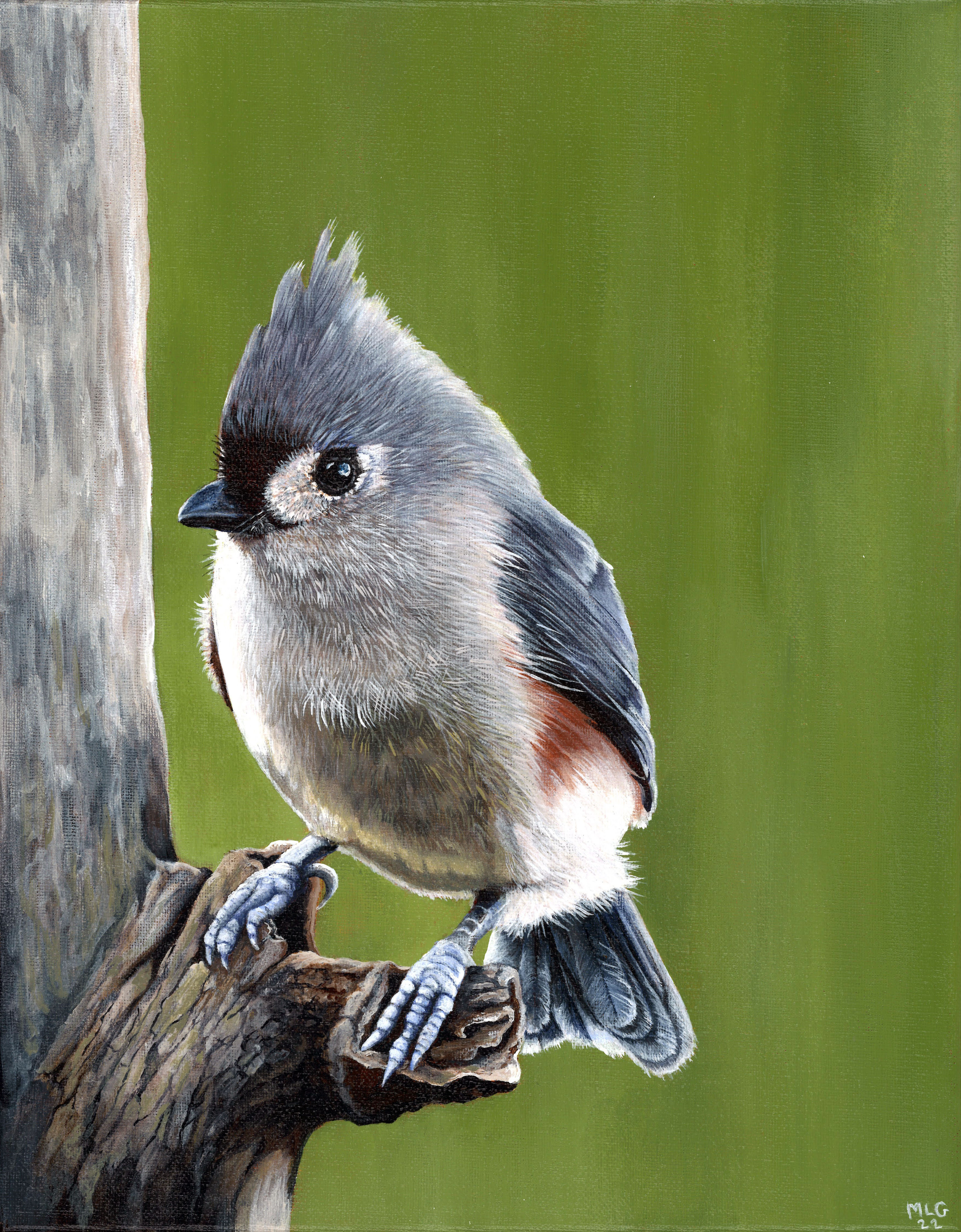 Tufted Titmouse - Sold