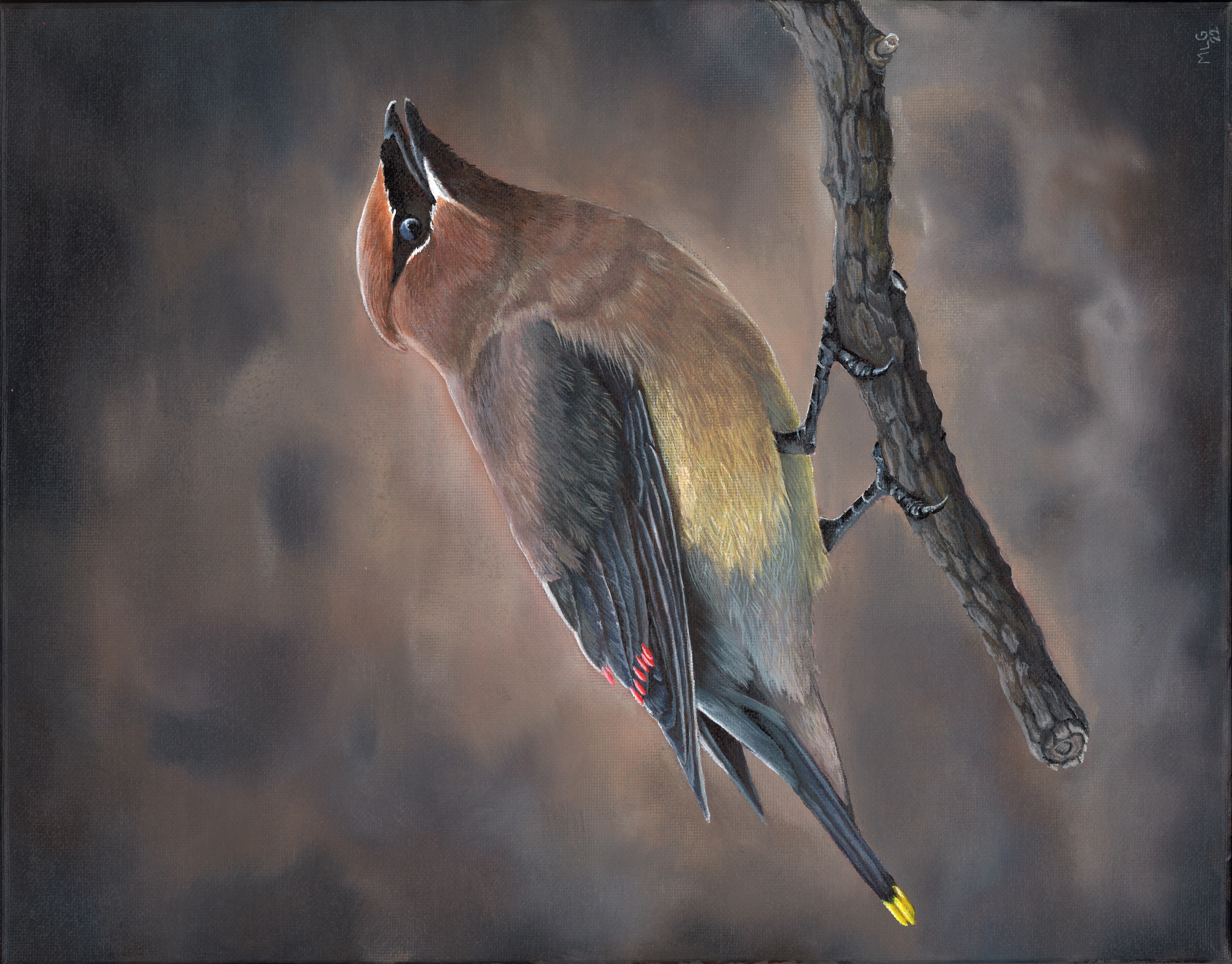 Cedar Waxwing - Female - Original Painting - Cedar Framed