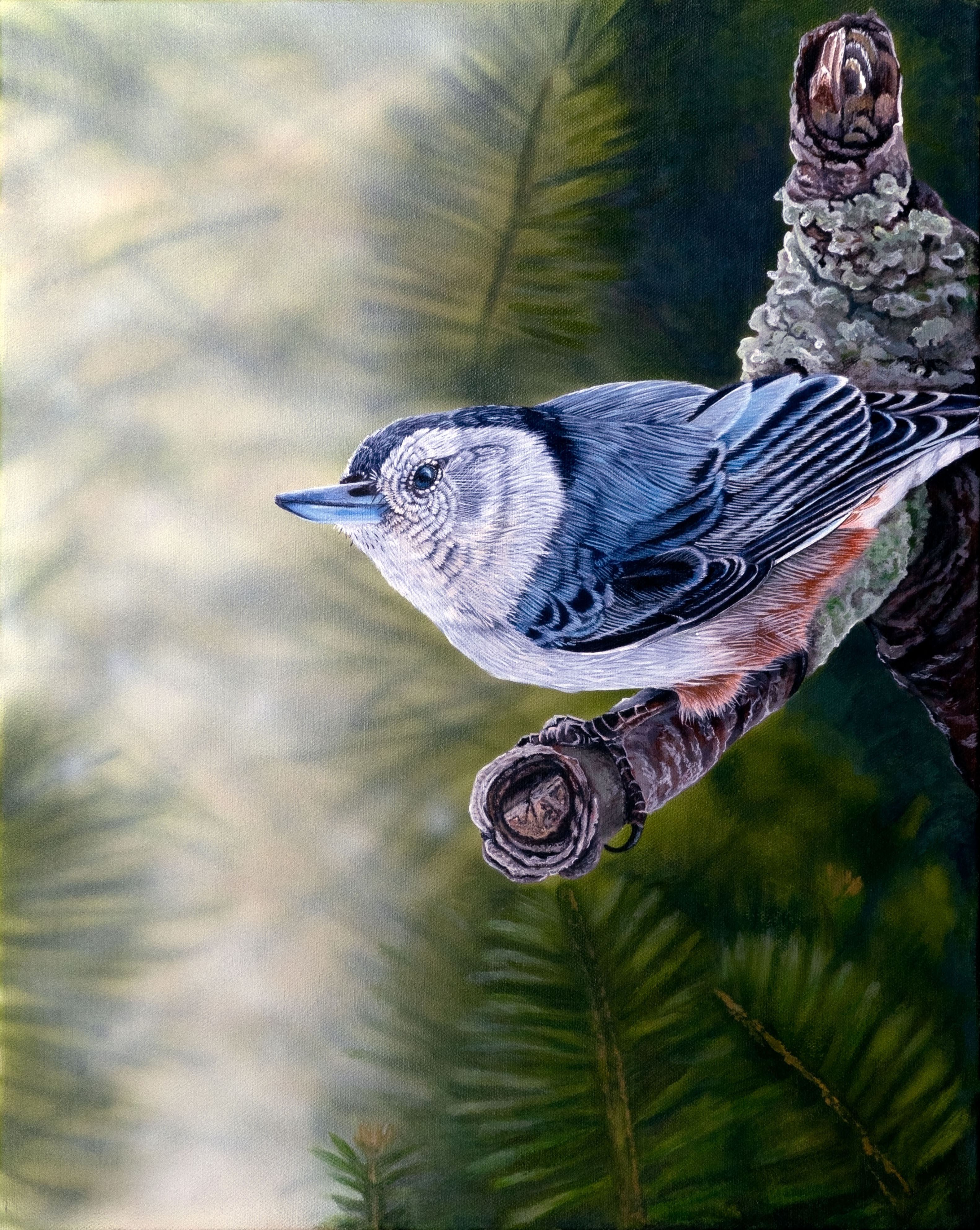 Nuthatch - Morning Pines - Original and Prints available