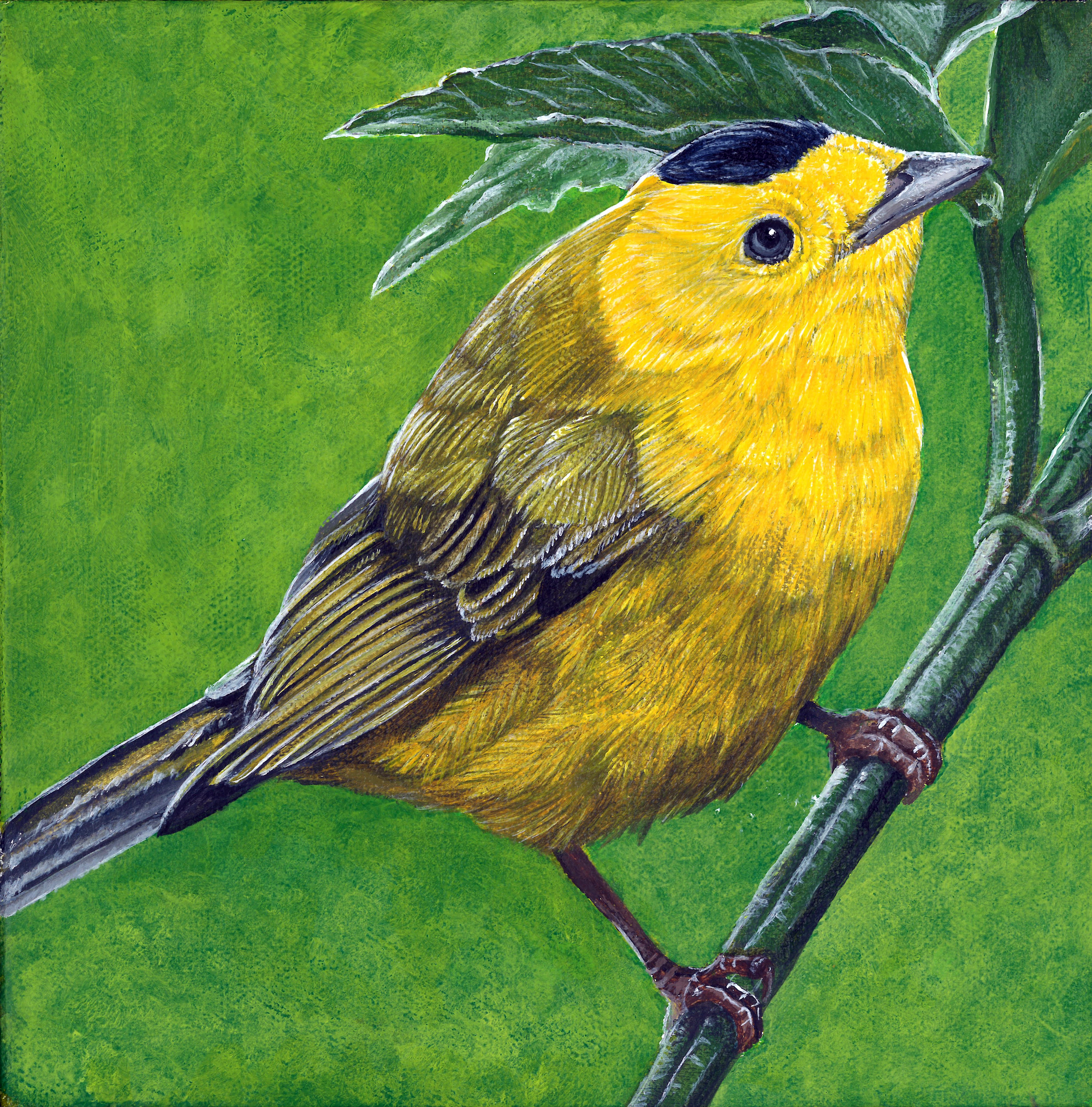 Black Crowned Yellow Warbler - Original in cedar frame and prints available