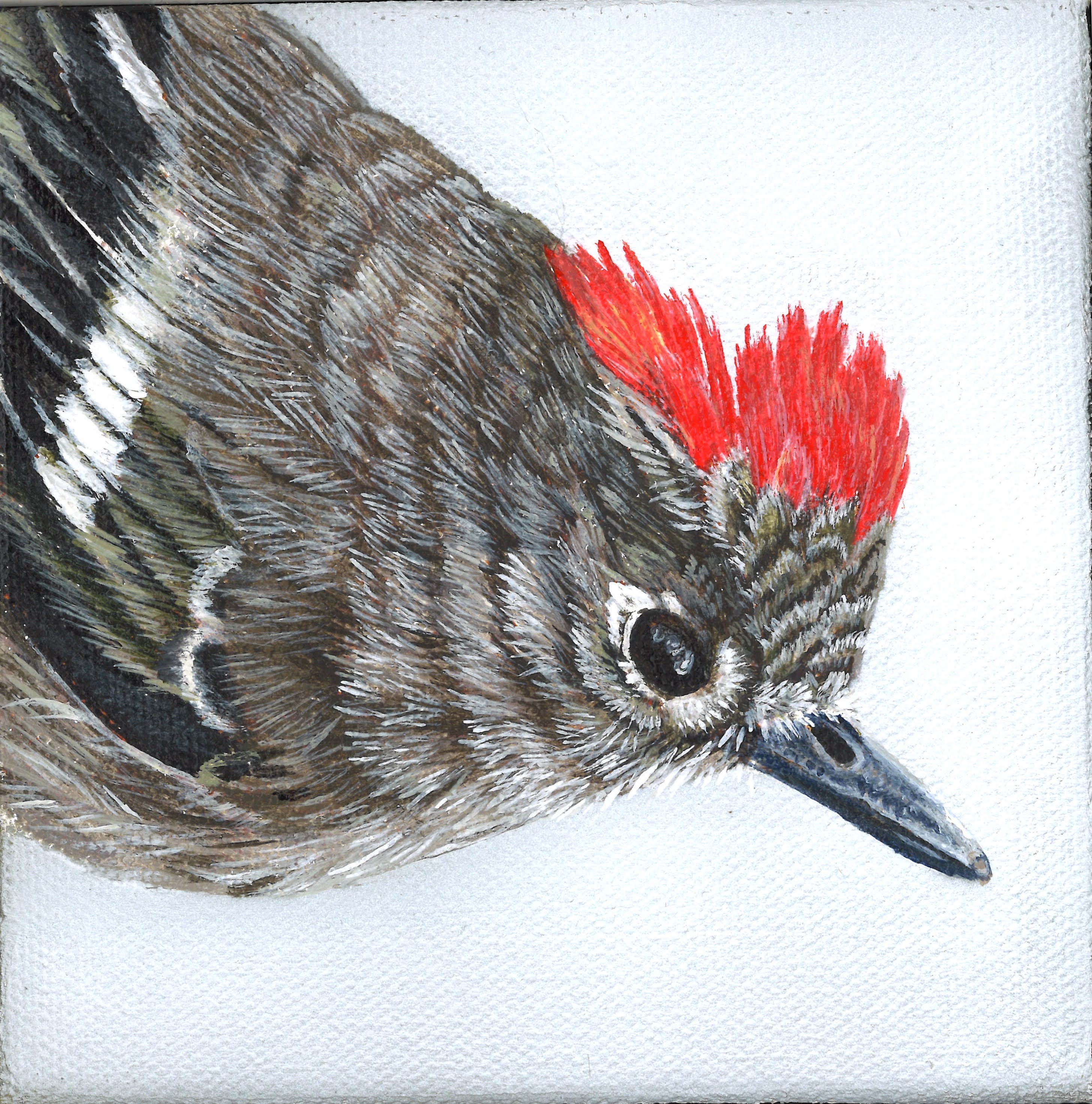 Ruby Crowned Kinglet - Original Painting - Cedar Framed