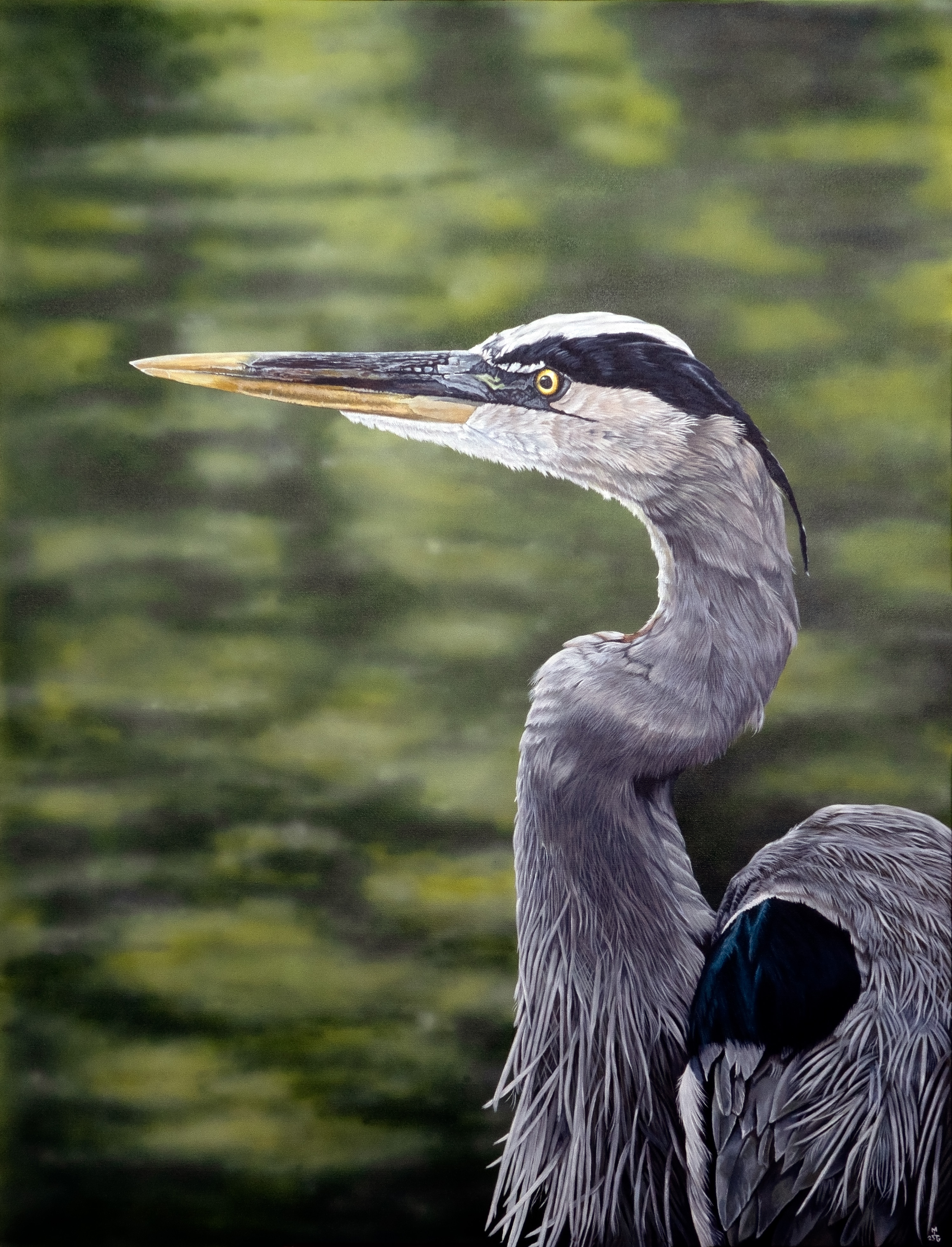 Great Blue Heron - Caught Fishing in the Sun - Original and Prints Available
