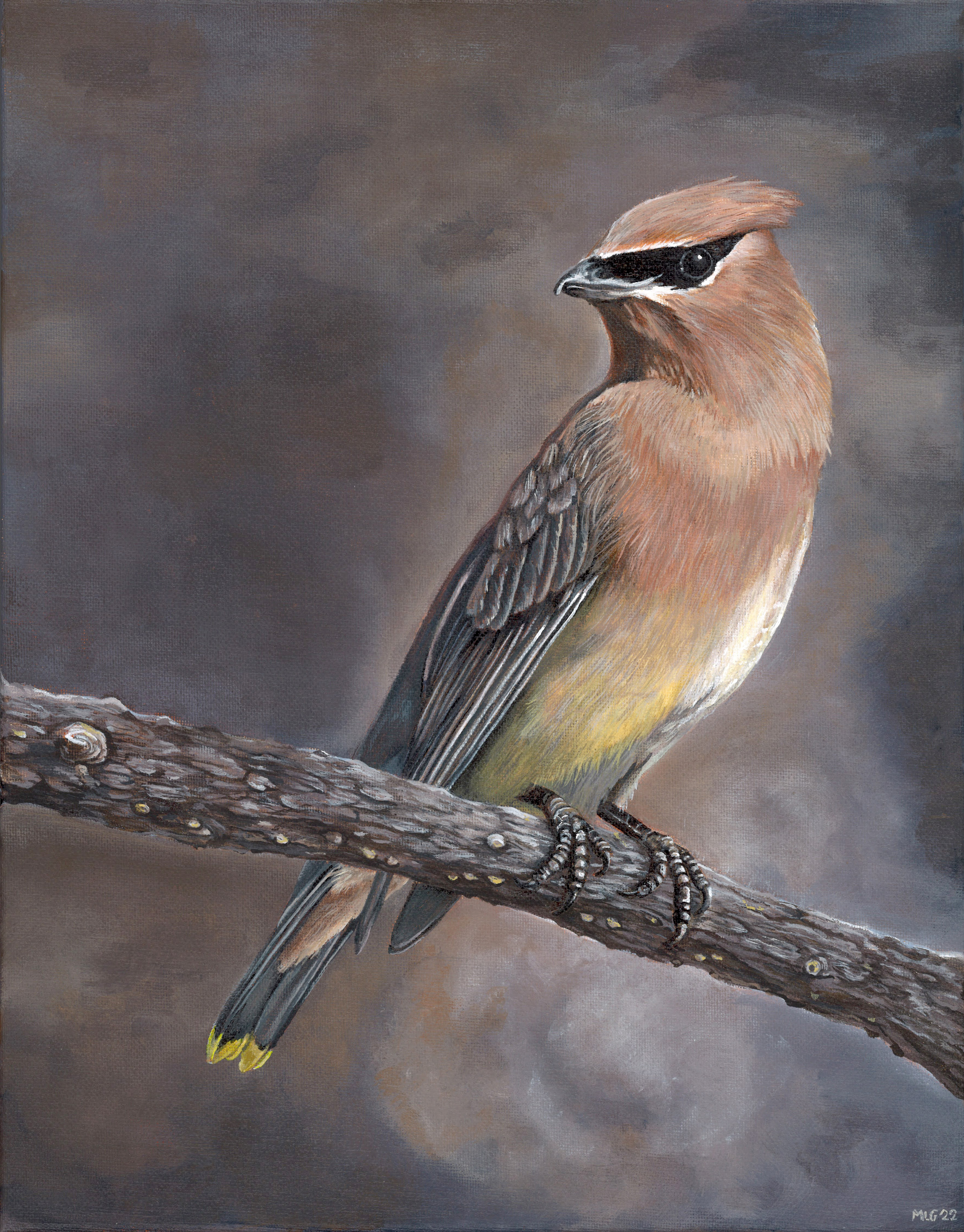 Cedar Waxwing - Male - Original Painting and Prints Available