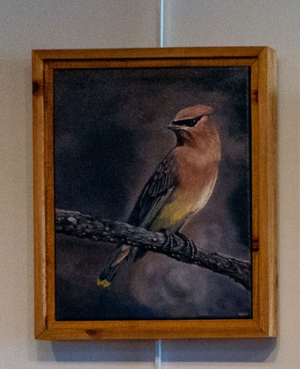 Cedar Waxwing - Male - Original Painting and Prints Available