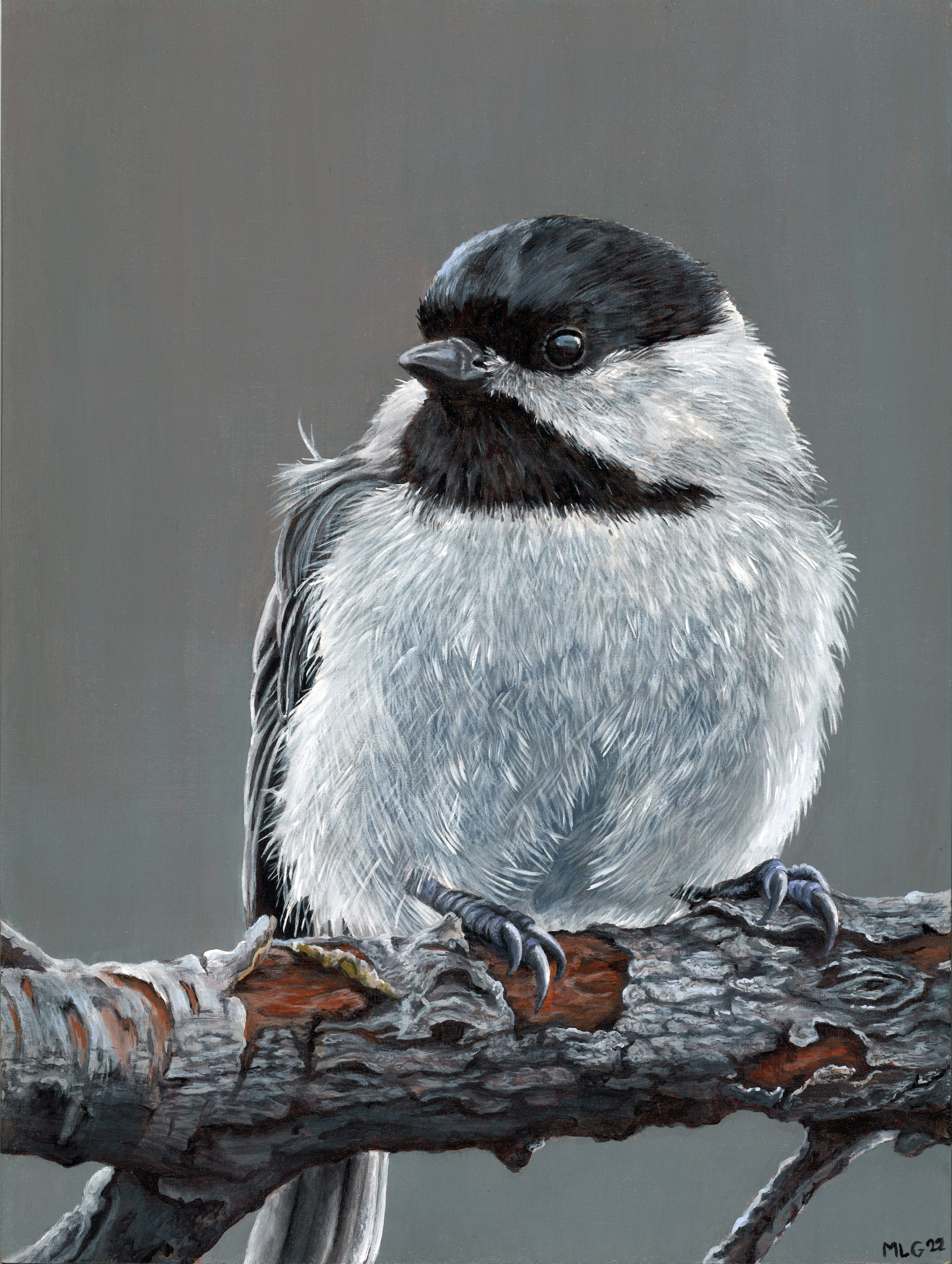 Chickadee perched - Prints available