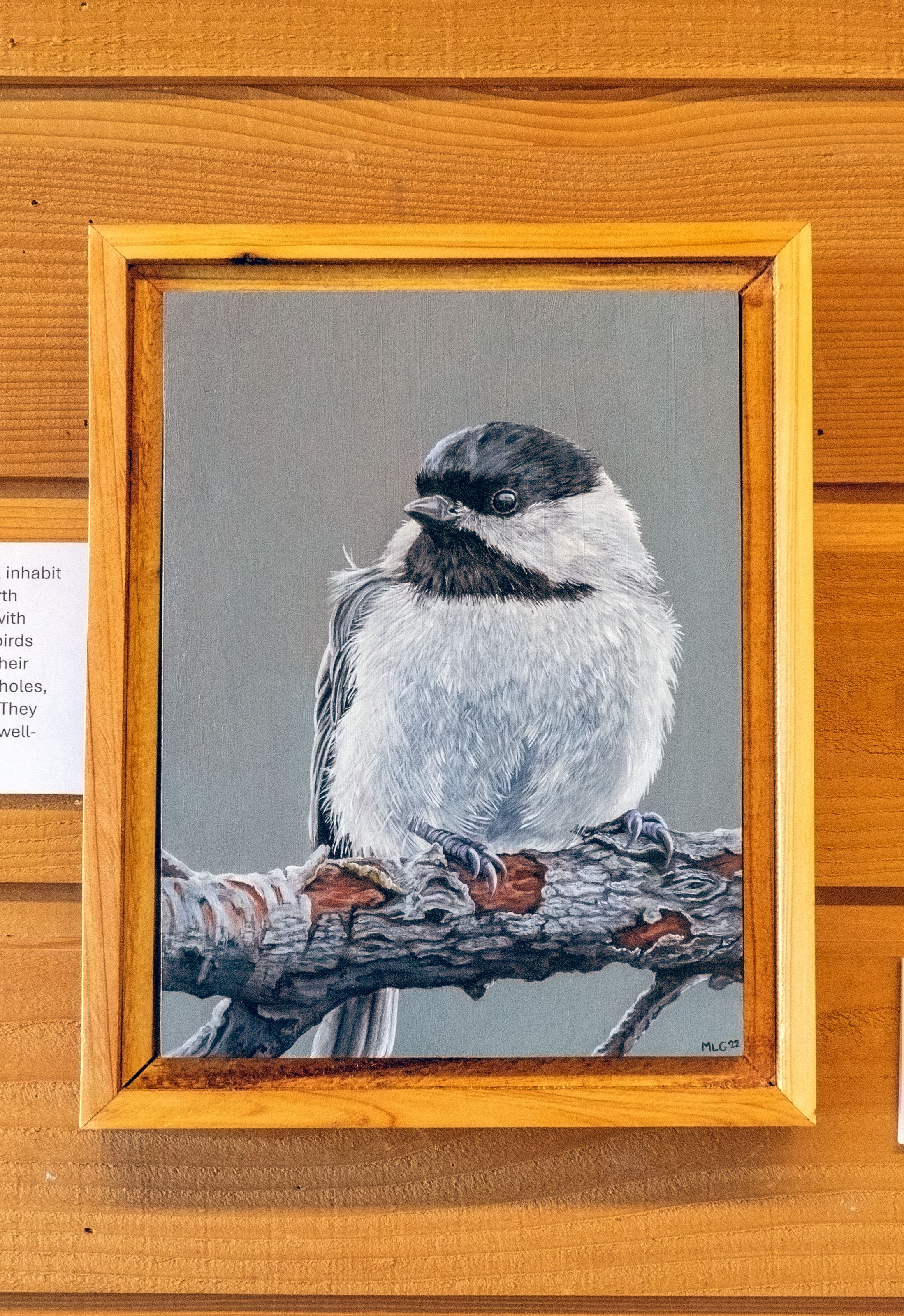 Chickadee perched - Prints available