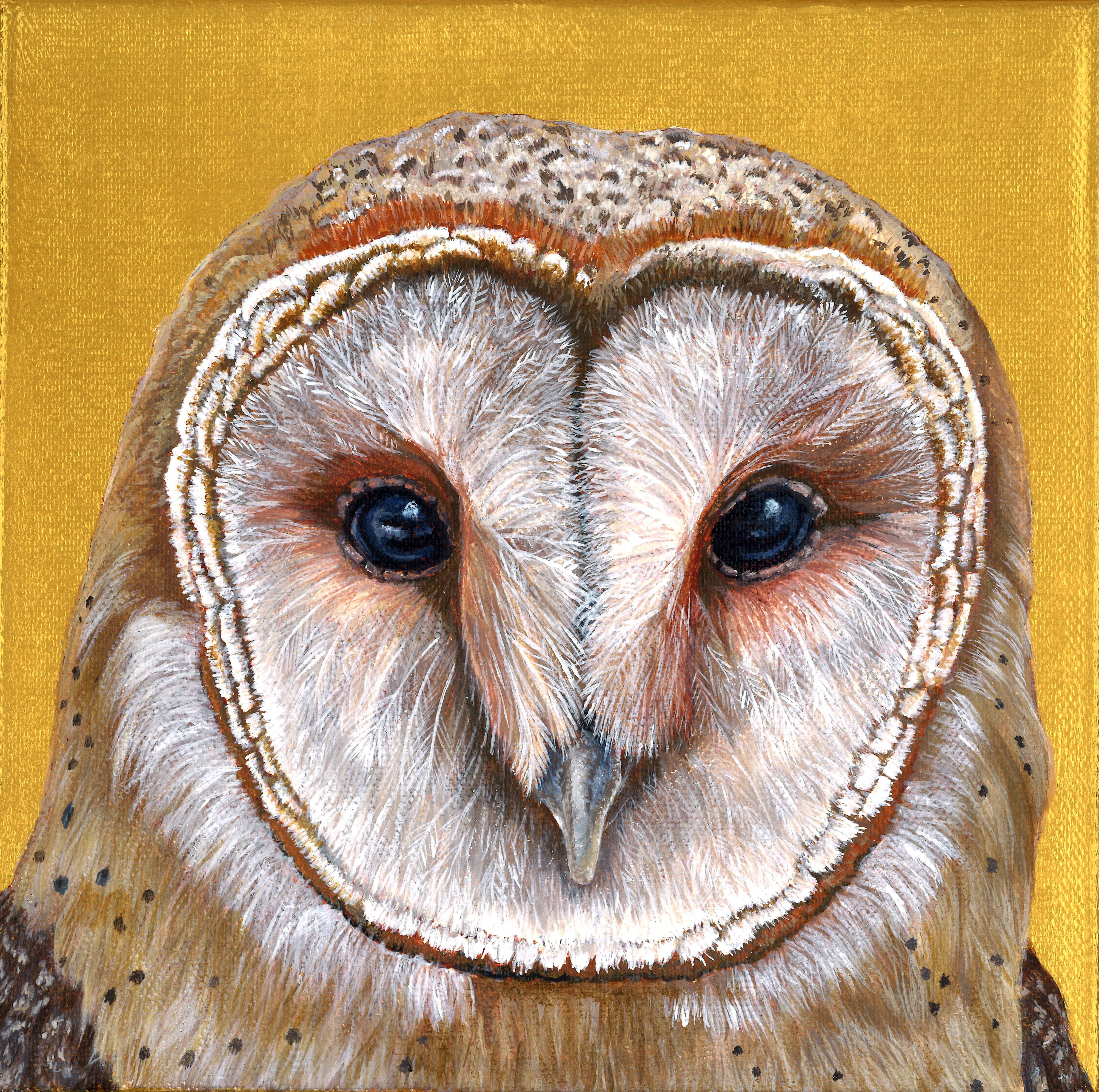 Barn Owl - Owl of Athena - Prints Available