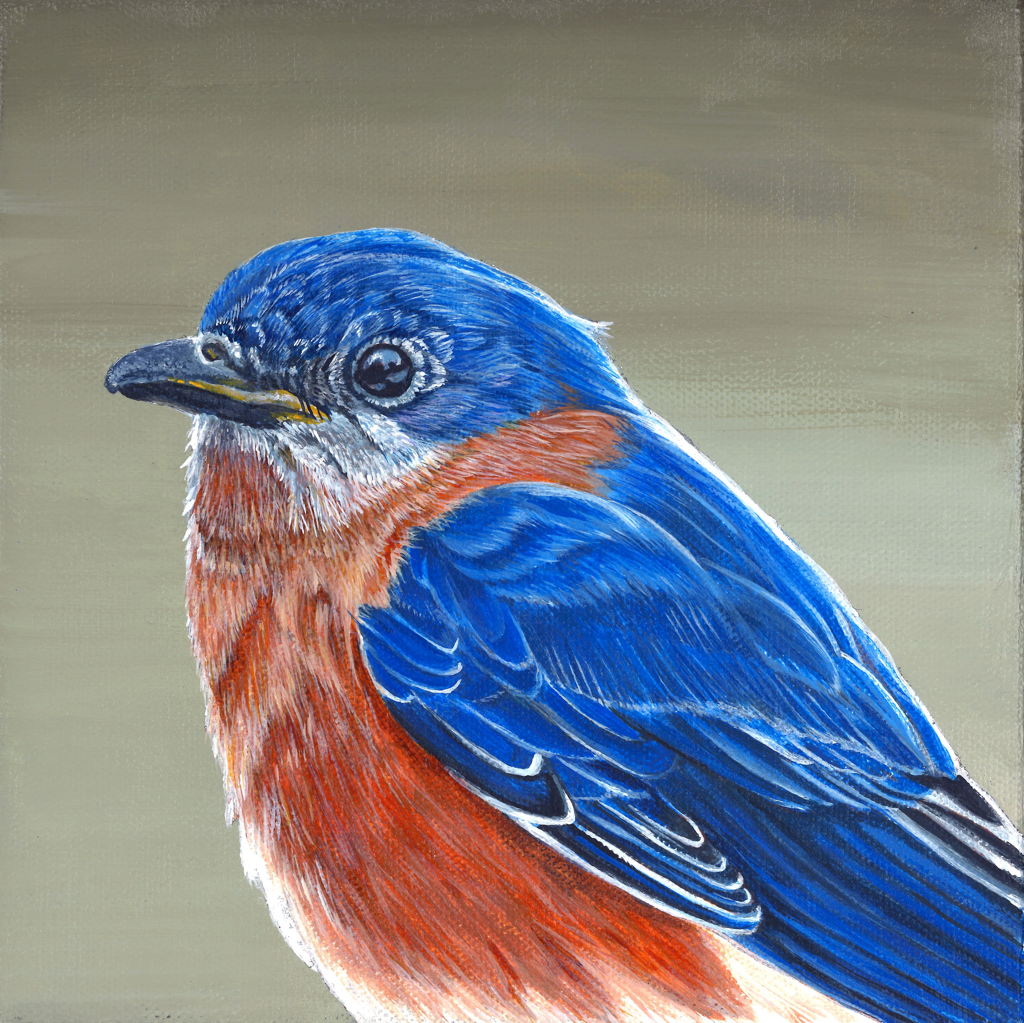 Bluebird - Male - Original Painting in Cedar Frame and Prints Available