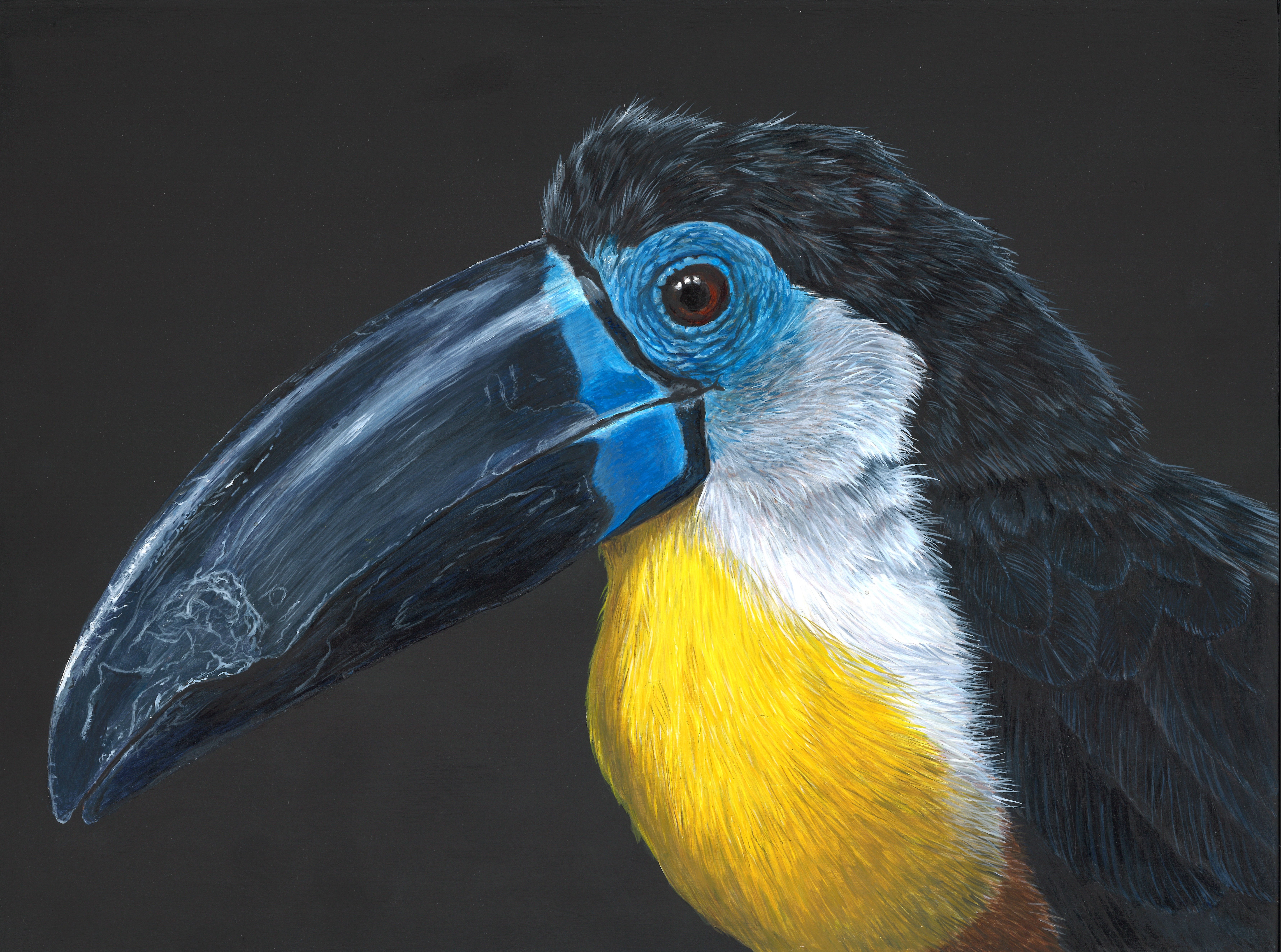 Channel-billed Toucan - Original and Prints available